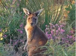 God-of-surprises-wallaby.jpg
