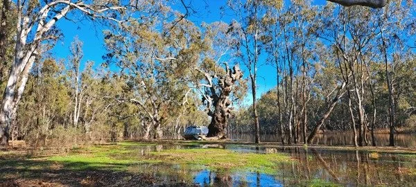 Bright daytime image of a flooded eucalyptus forest with clear blue sky, reflecting water on the ground, and a camper van parked near an ancient, gnarly tree.