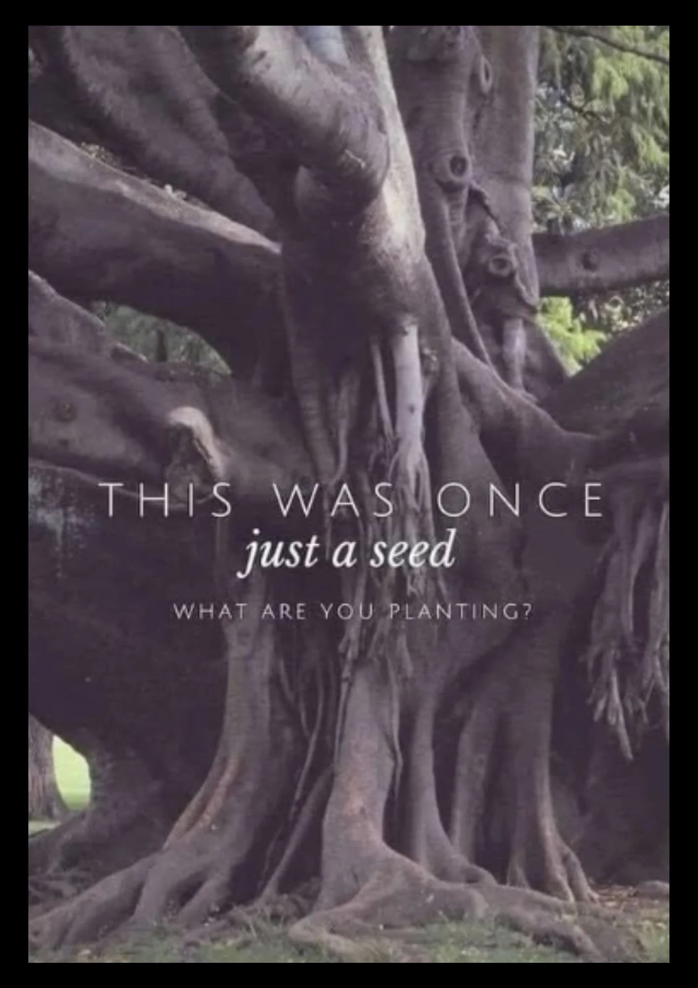 This Was Once A Seed - Source: Facebook - Creator Unknown