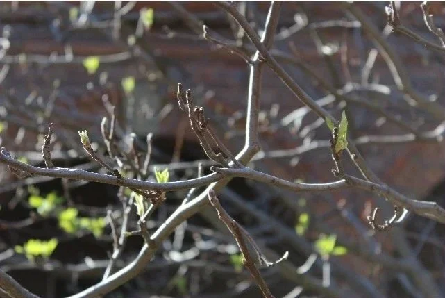 Listening to Spring