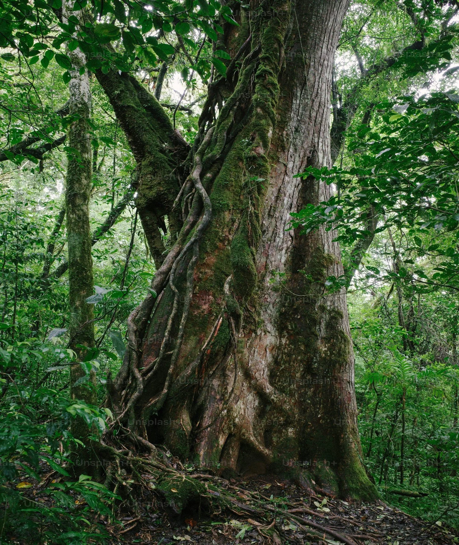 Towering ancient tree in a lush tropical rainforest, its massive trunk covered in moss and entwined with thick, twisted aerial roots and vines. The bark is textured with shades of brown, red, and green, indicating age and biodiversity.