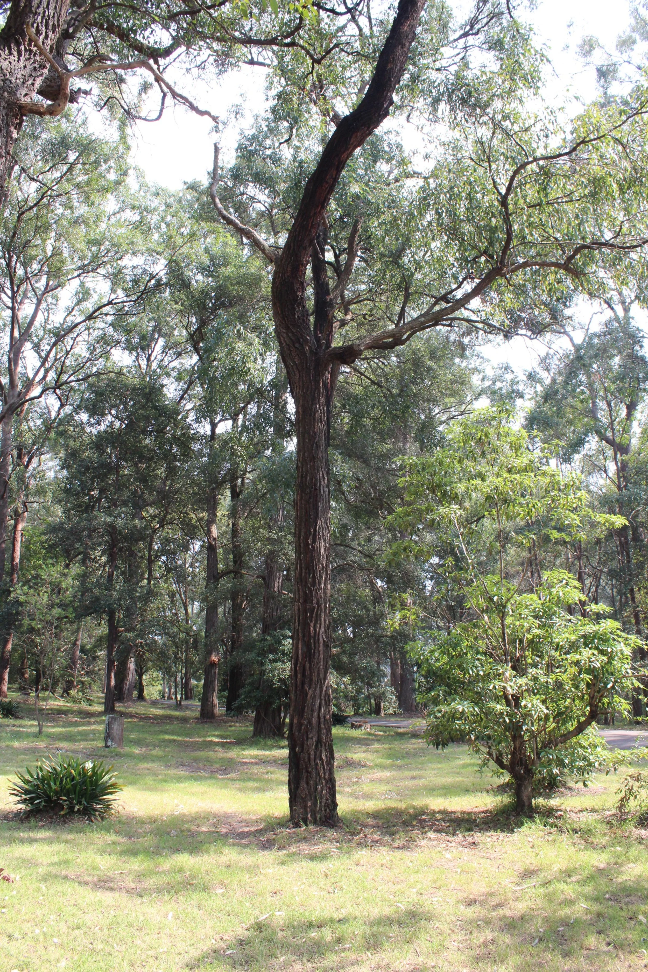 A tall tree with a curved trunk in the middle of a grassy park, surrounded by other trees and small bushes, with sunlight filtering through the leaves.