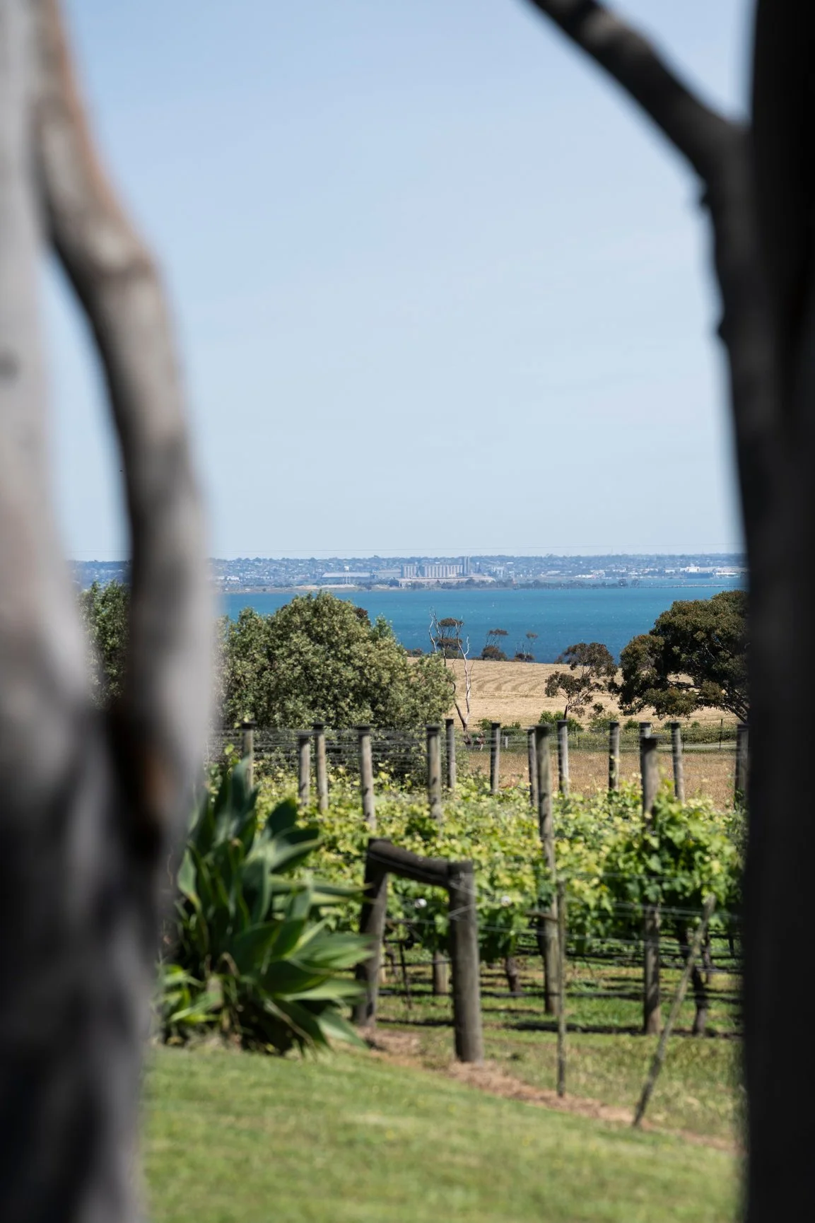 Views of the vines at Henley Ridge Wines The Bellarine Geelong
