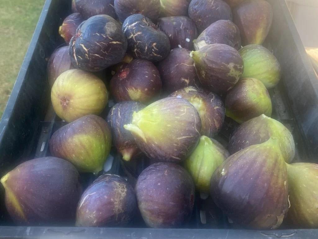 Picked Figs in a cart at Henley Ridge Wines Micro vineyard Bellarine.jpg