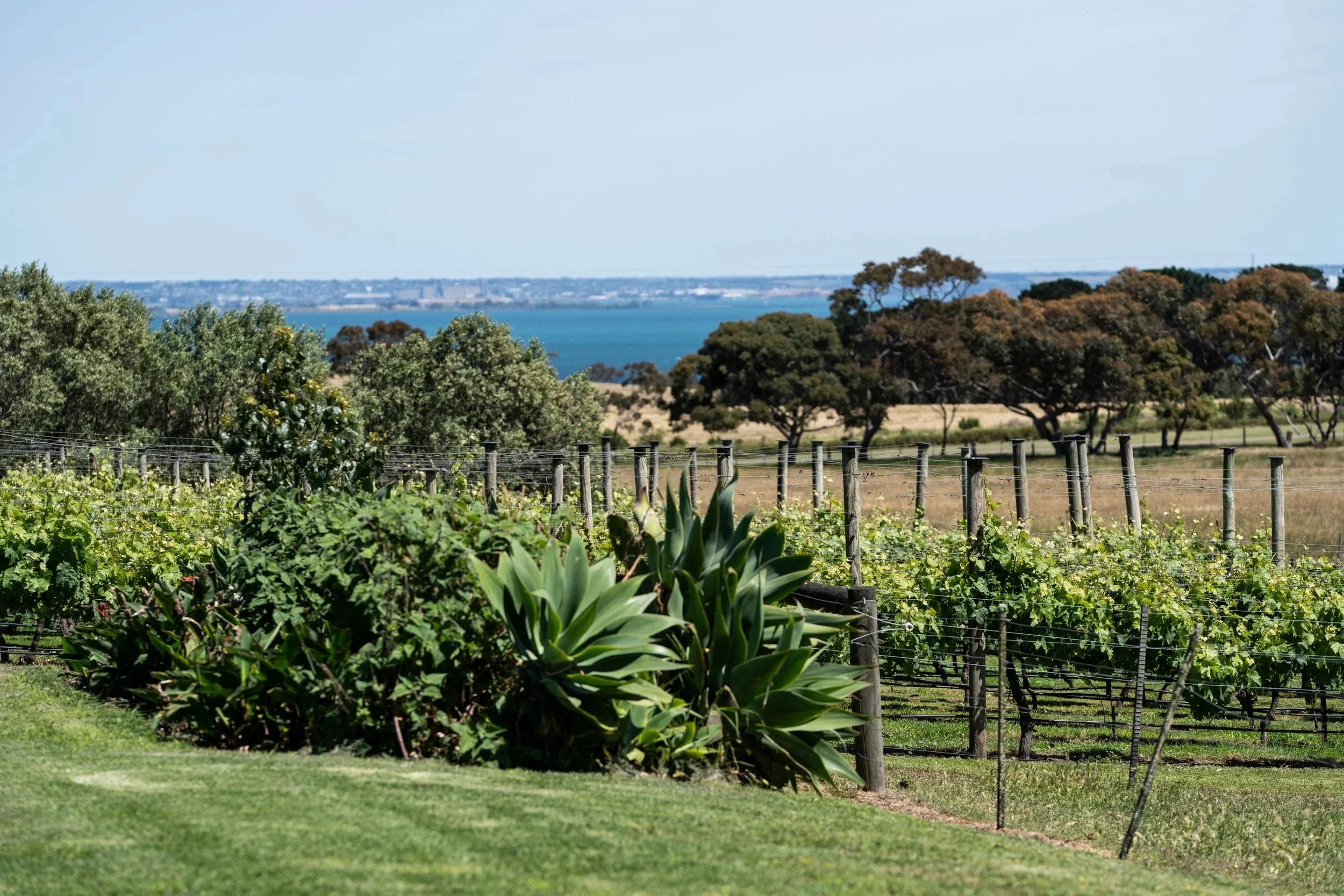 Views at Henley Ridge Wines Bellarine Geelong