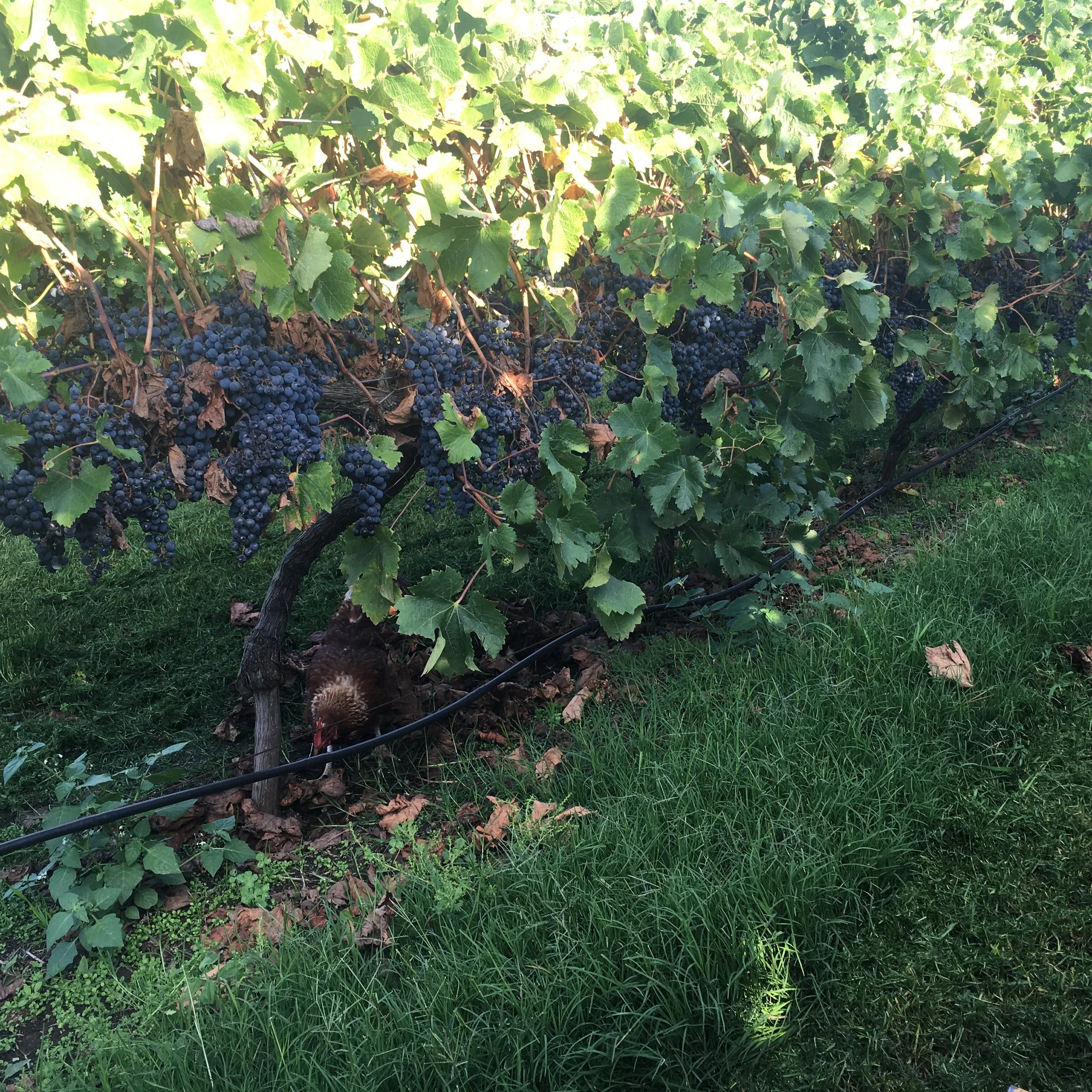 Grapes on the vines at Henley Ridge small batch wines Bellarine.JPG