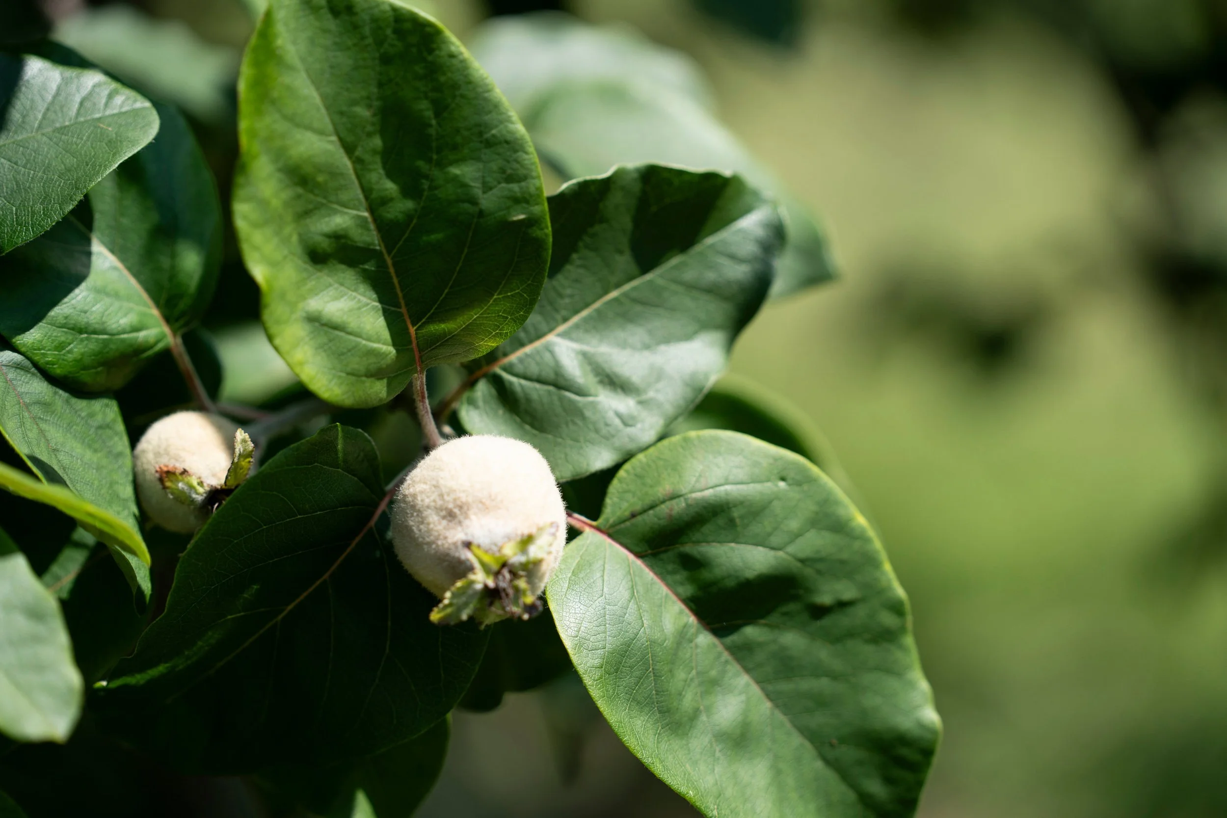 Produce on trees at Henley Ridge Wines Micro vineyard Bellarine.