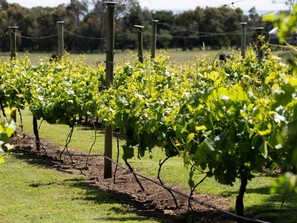Grape vines at Henley Ridge Wines Micro vineyard Bellarine