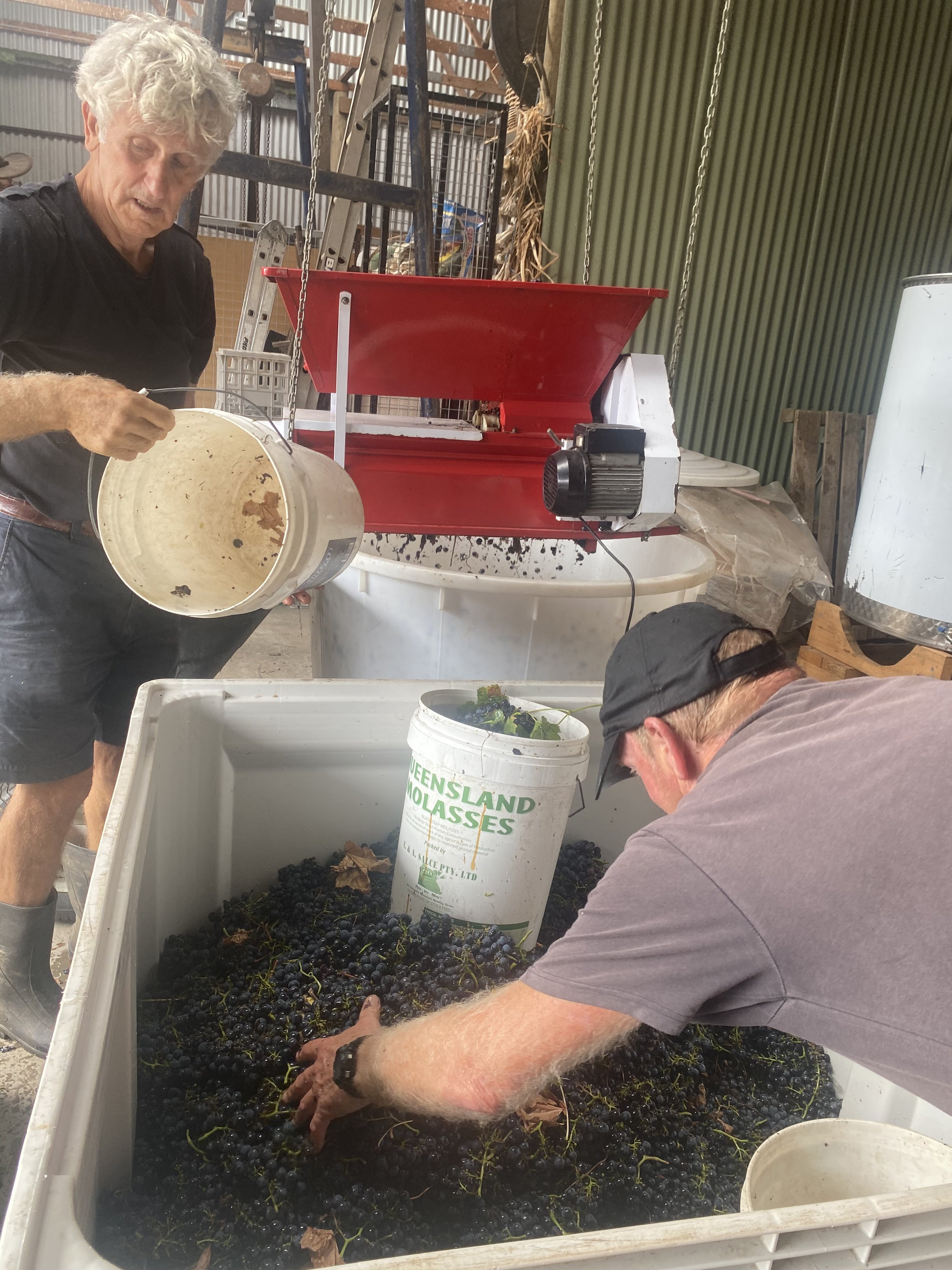 De-stemming of the grapes Henley Ridge small batch wines Bellarine.jpeg