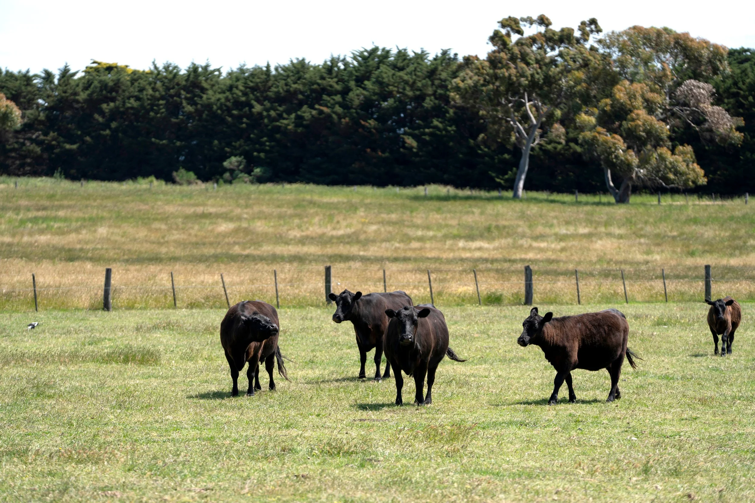 Black Angus cows Henley Ridge Wines Micro vineyard Bellarine
