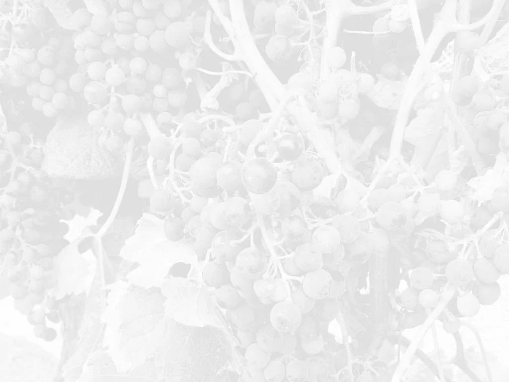 A bunch of grapes on a vine in a vineyard.