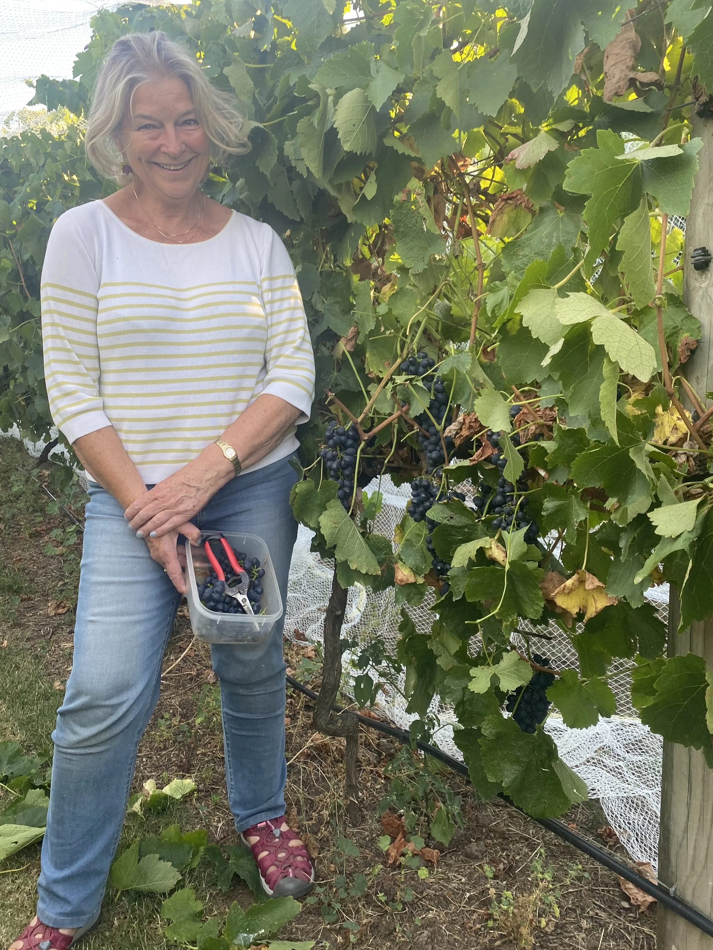 owner Kate in the vines at Henley Ridge small batch wines Bellarine.