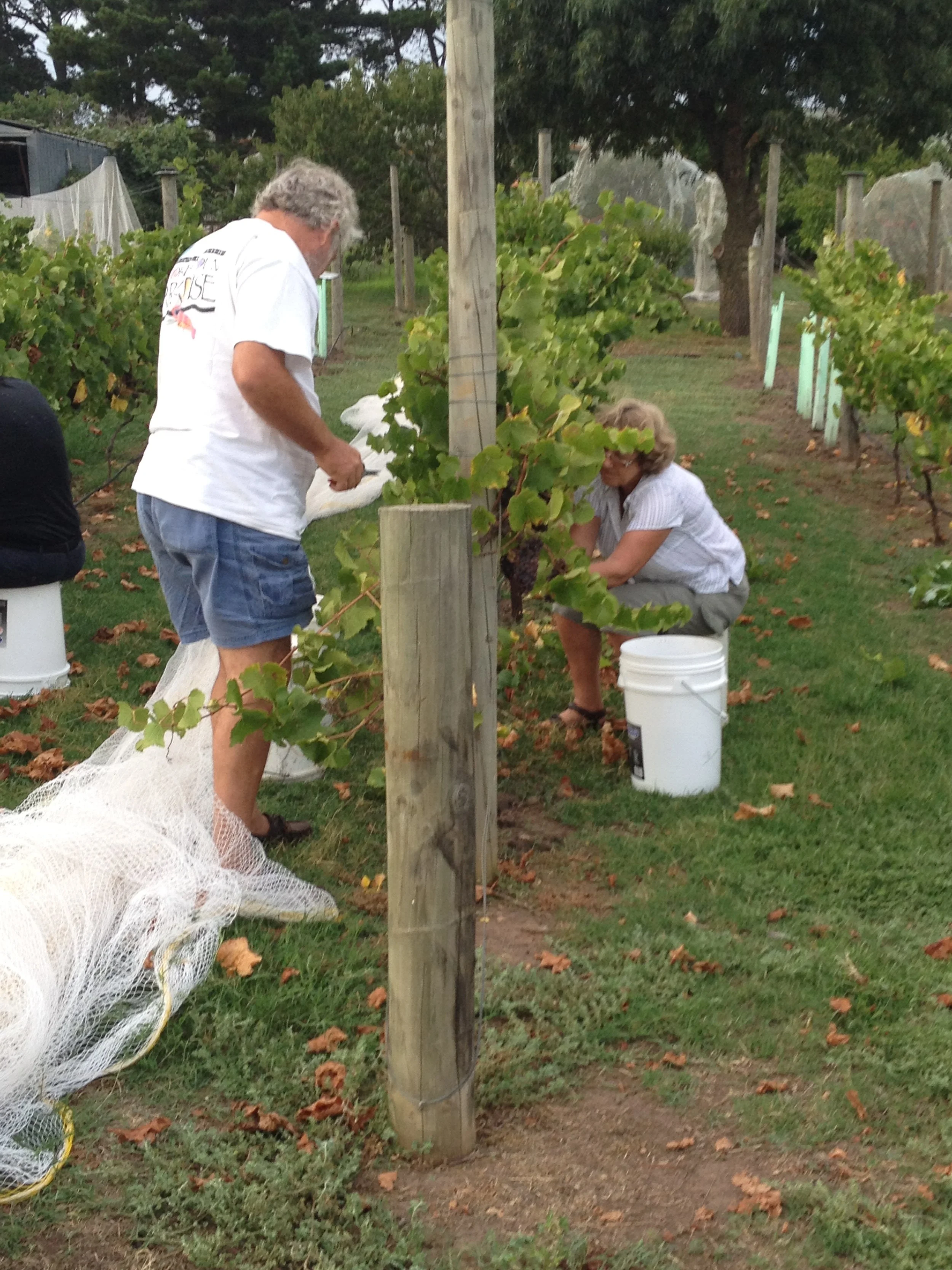 Grape picking at Henley Ridge small batch wines Bellarine.JPG