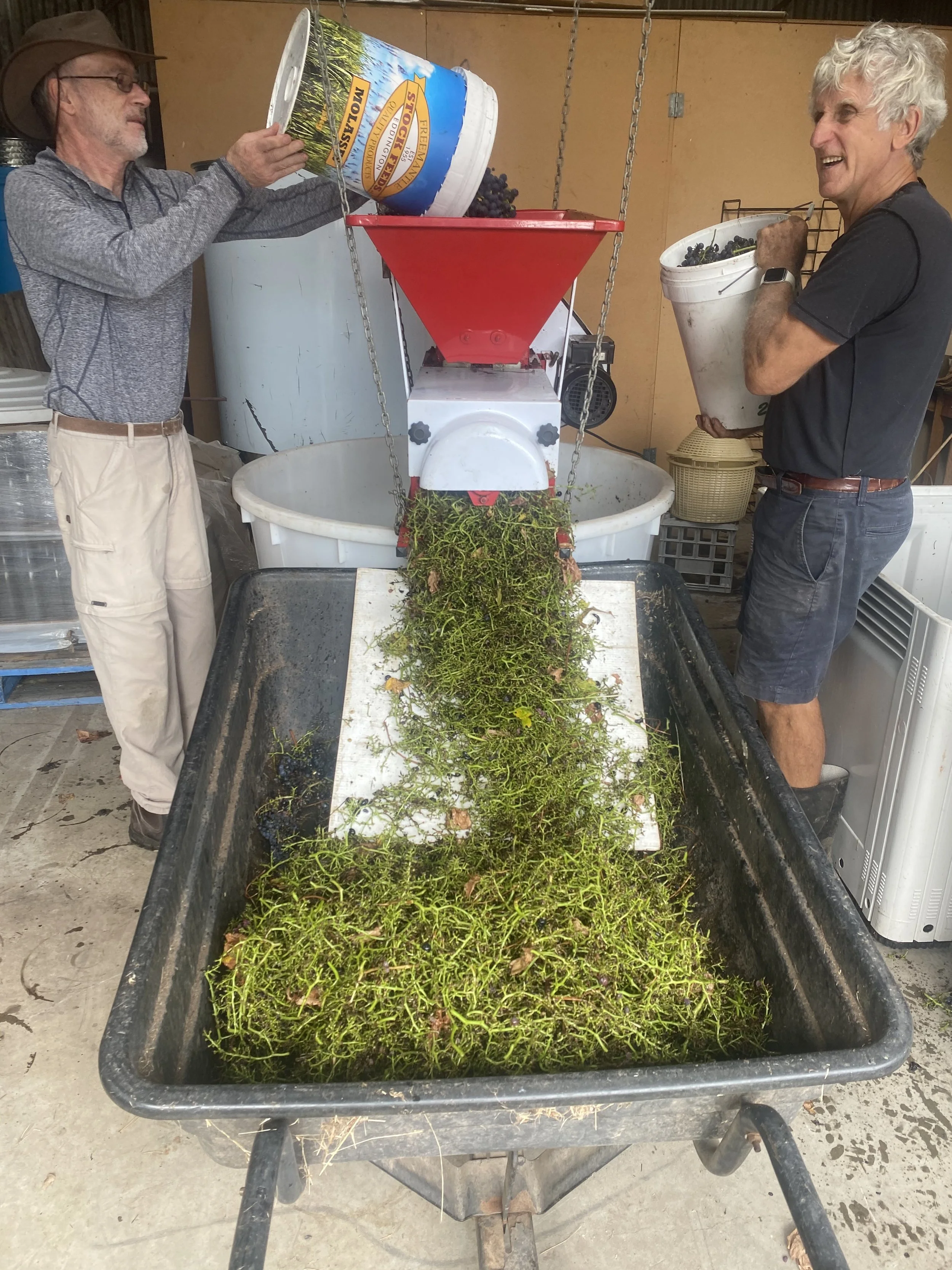 De-stemming the grapes Henley Ridge small batch wines Bellarine