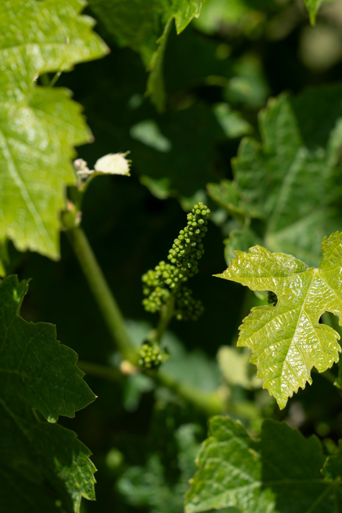 unripen grapes on tendrils at Henley Ridge Wines Micro vineyard Bellarine.jpg