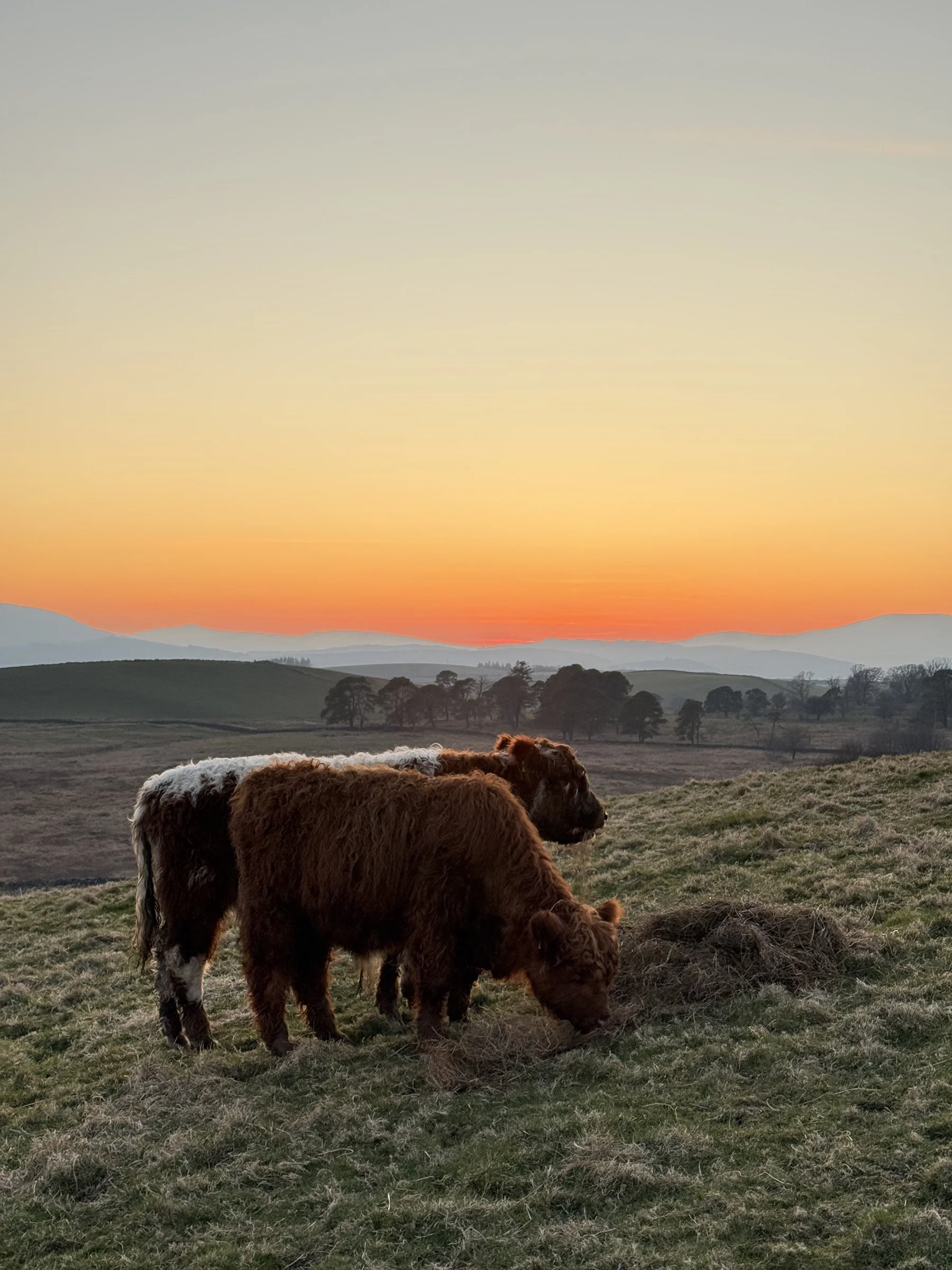Our Highland cattle at sunset on the farm.