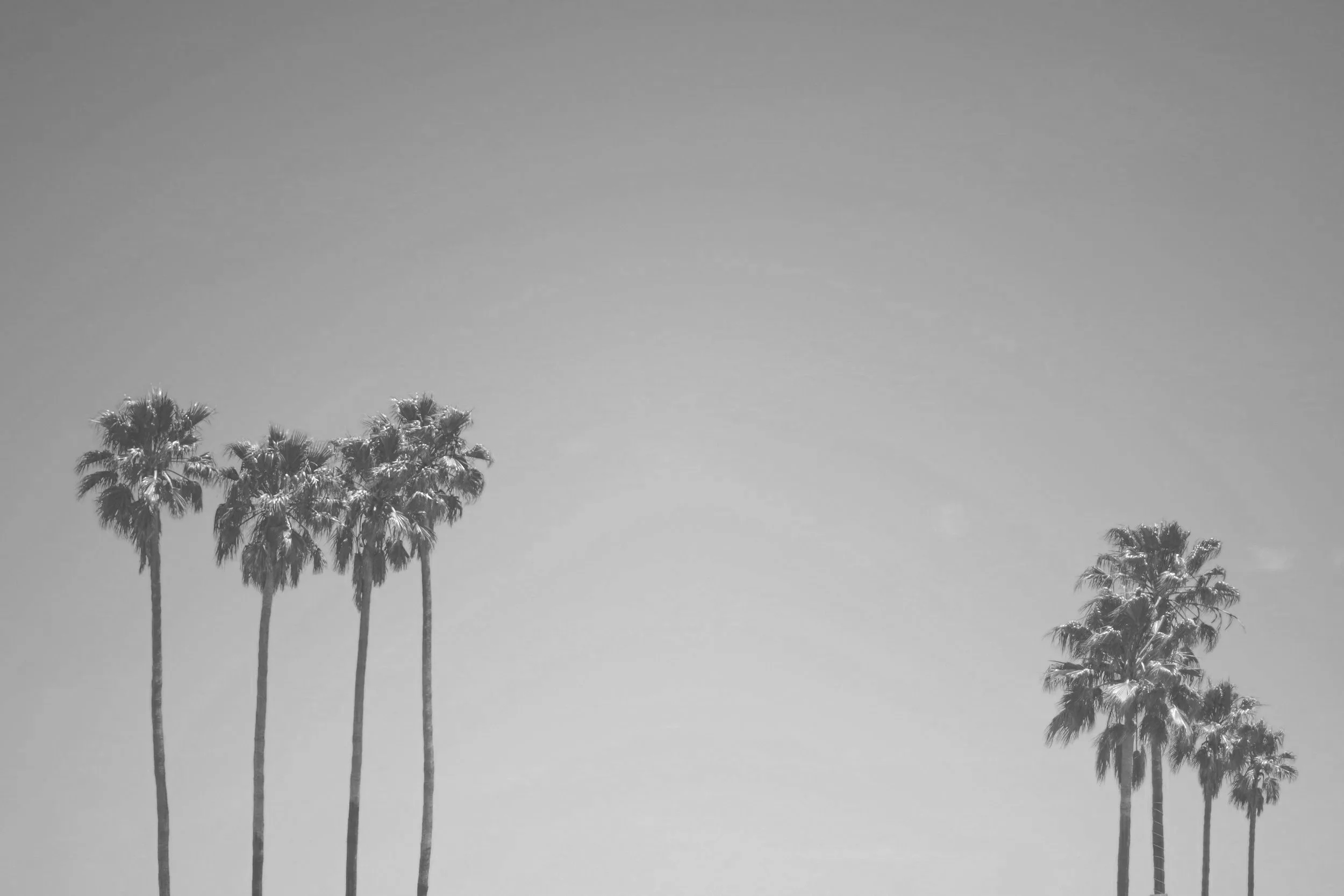 Tall palm trees, tropical house DJ