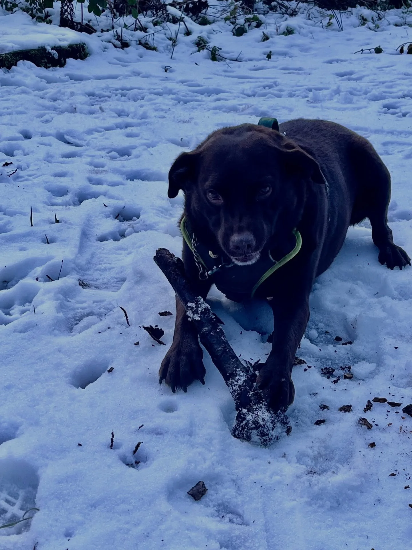 Every time we go to Ironbridge I land up on RightMove looking at little cottages and thinking about moving back there - it&rsquo;s beautiful, great pubs, fab little micropub, tons of history, one of my favourite places to eat - @embers.shropshire 

B