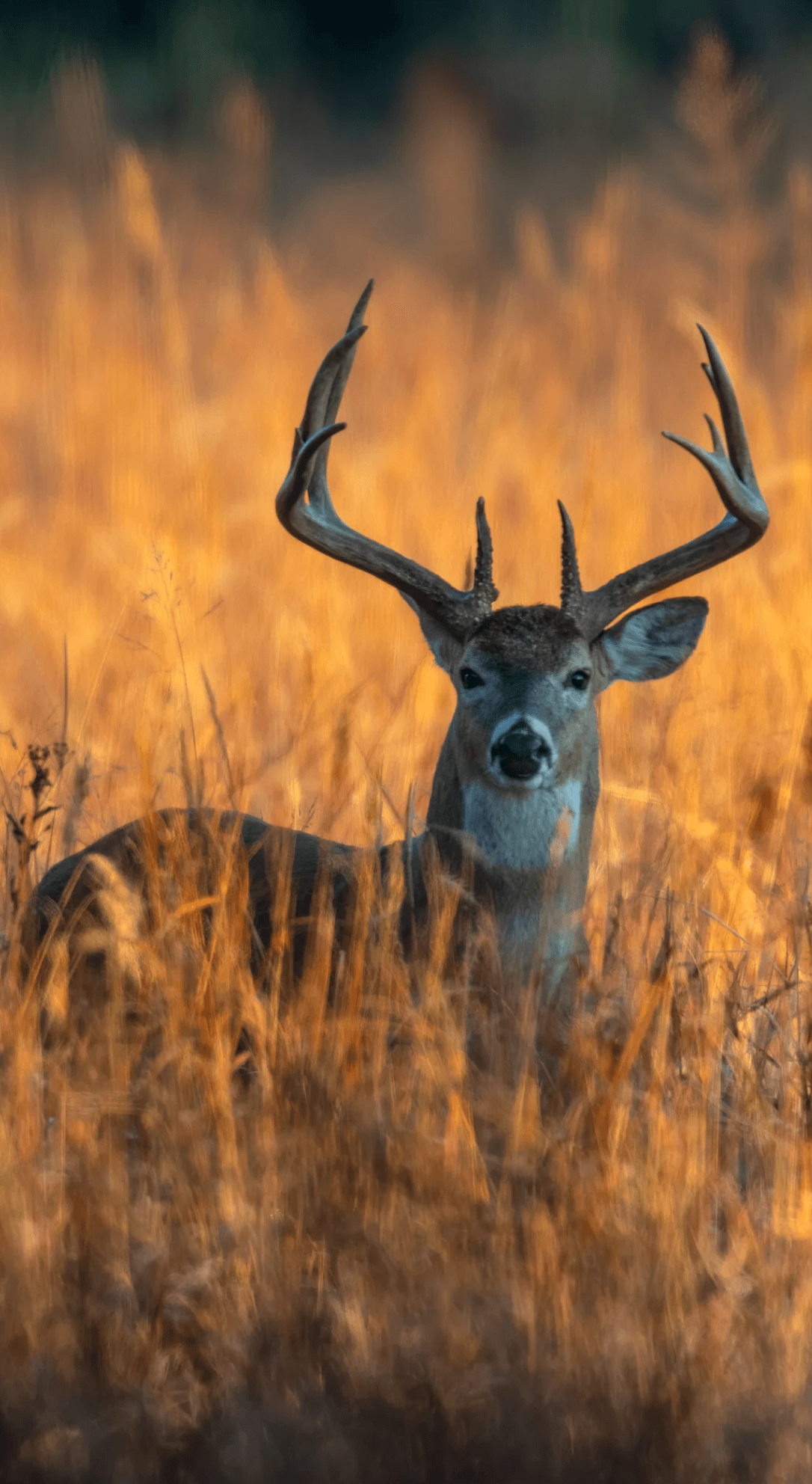 Le Parc national de forêts près d’Arc-en-Barrois.