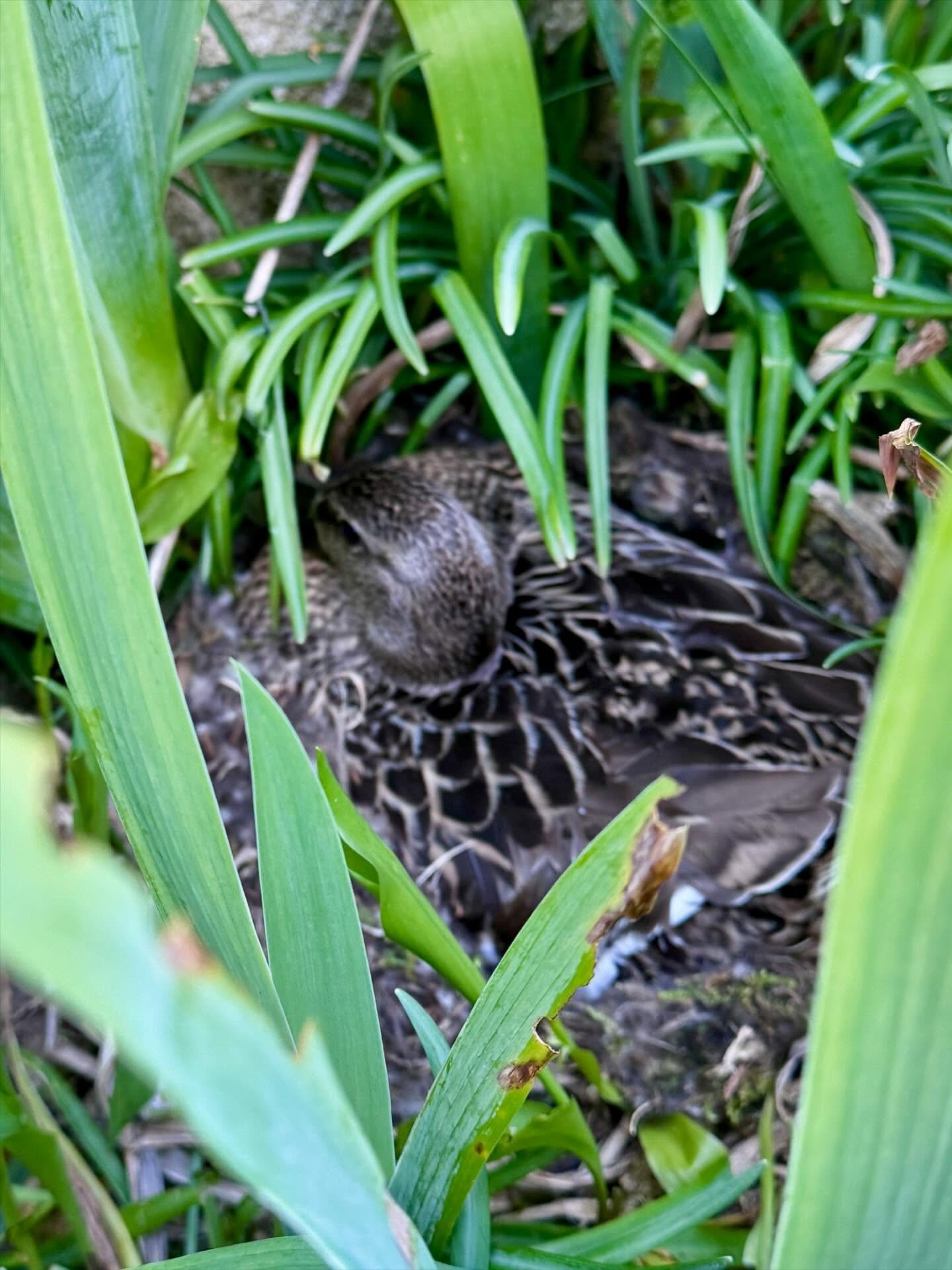 Nous avons un invit&eacute; sp&eacute;cial dans le jardin.
.
.
.
#HauteMarne
#SlowTravelFrance
#SpringMoments
#GardenWildlife
#DuckNesting 🦆🌿✨