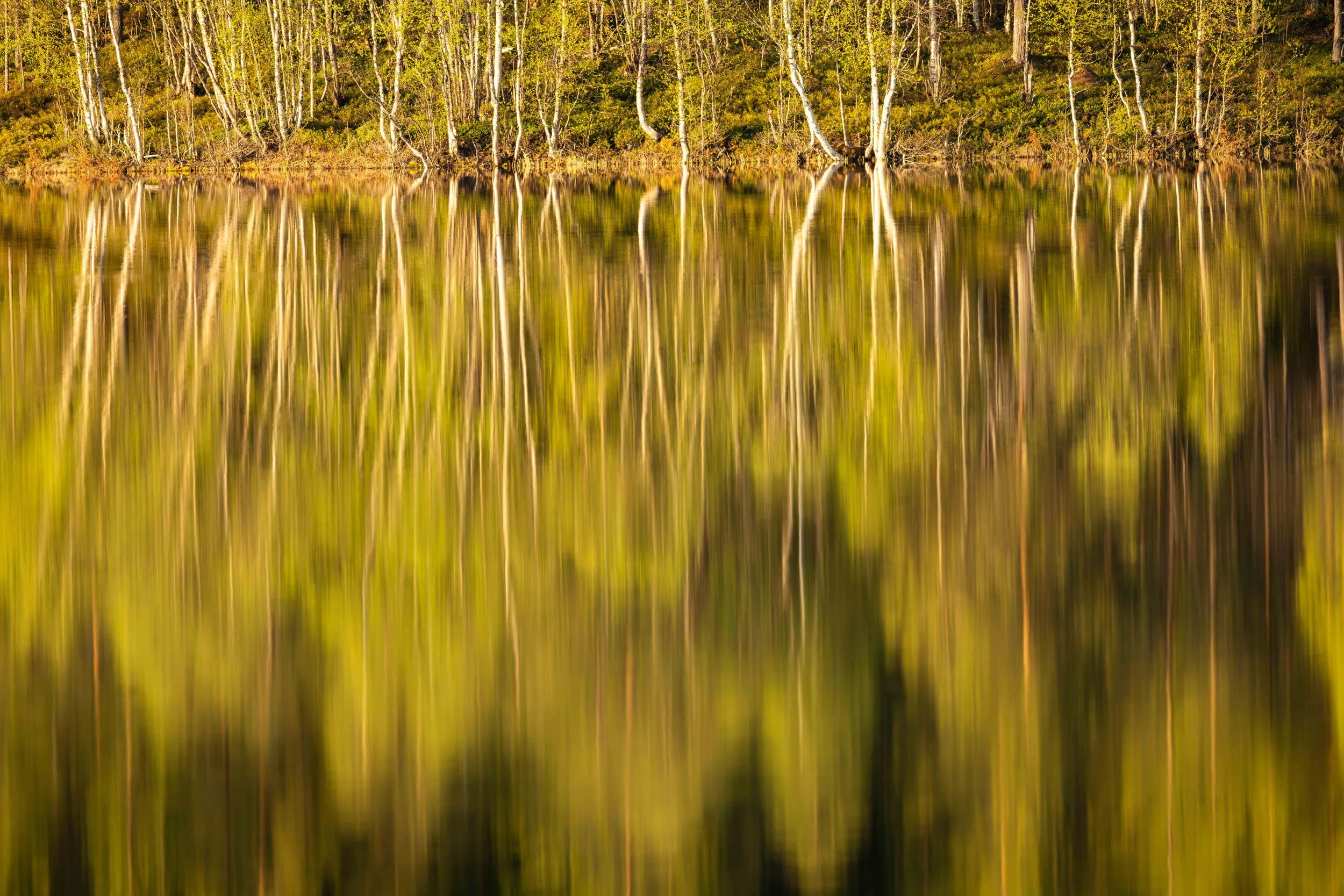 Reflections in evening light