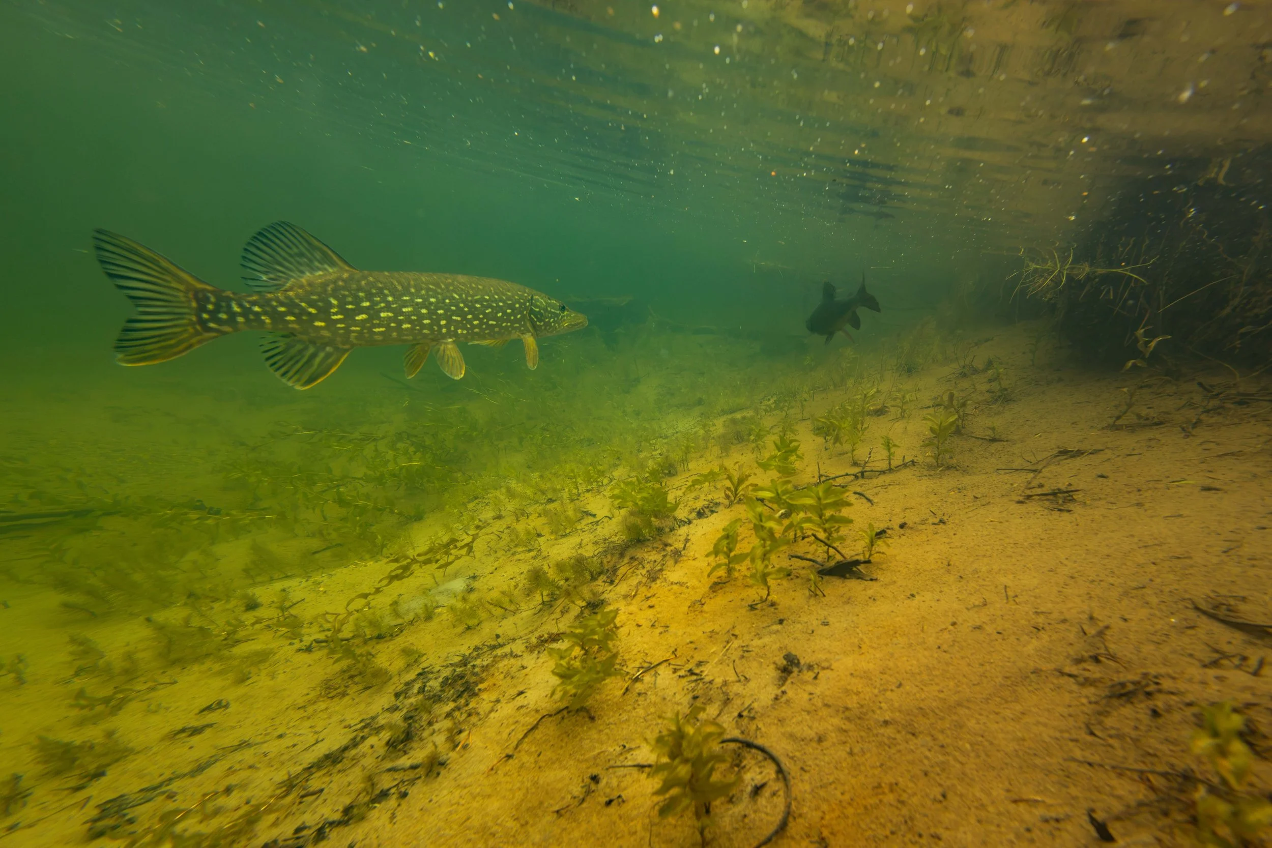 This pike was sizing up the grayling, but eventually decided against it.