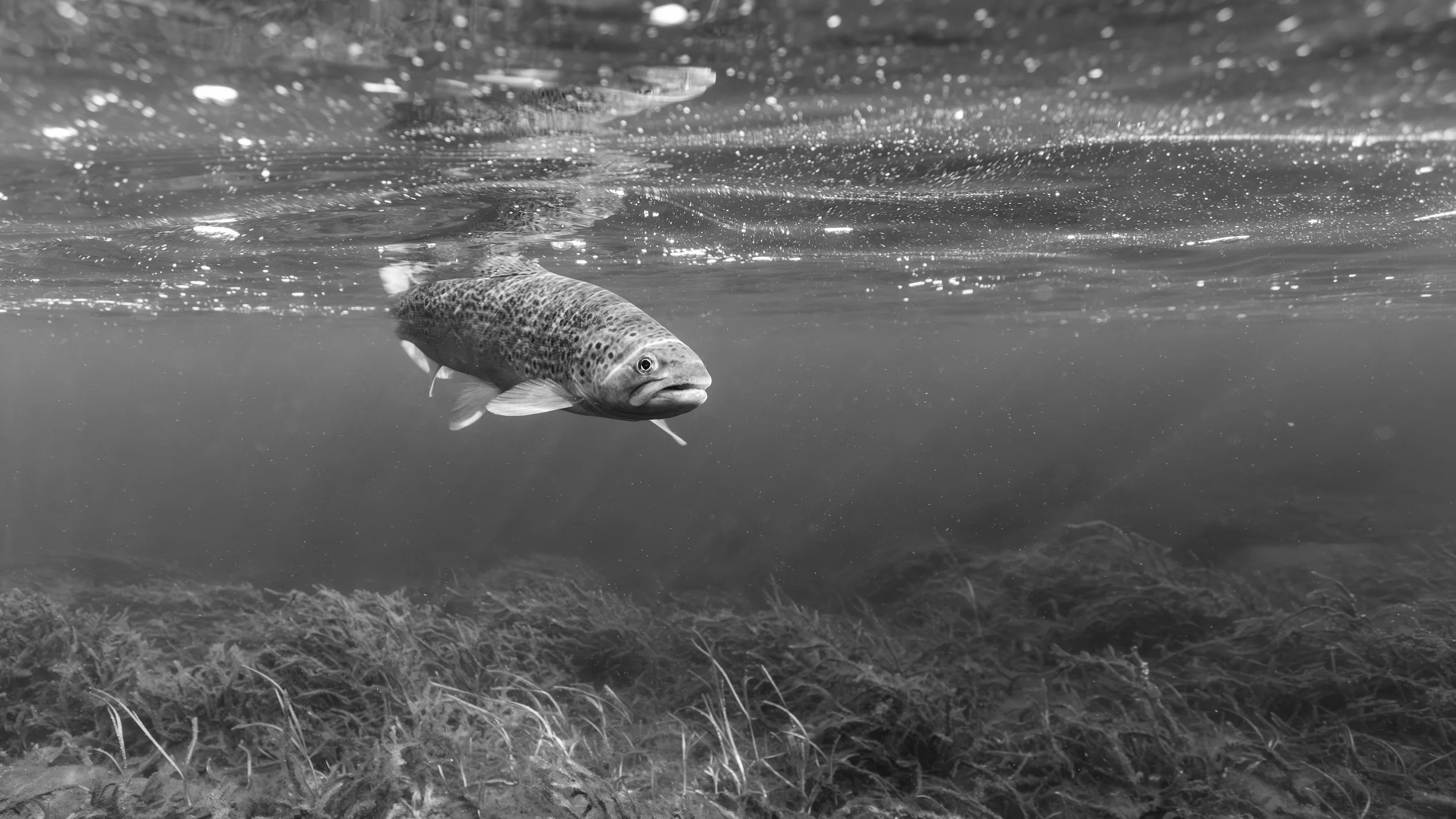 Trout (1 of 1).jpg