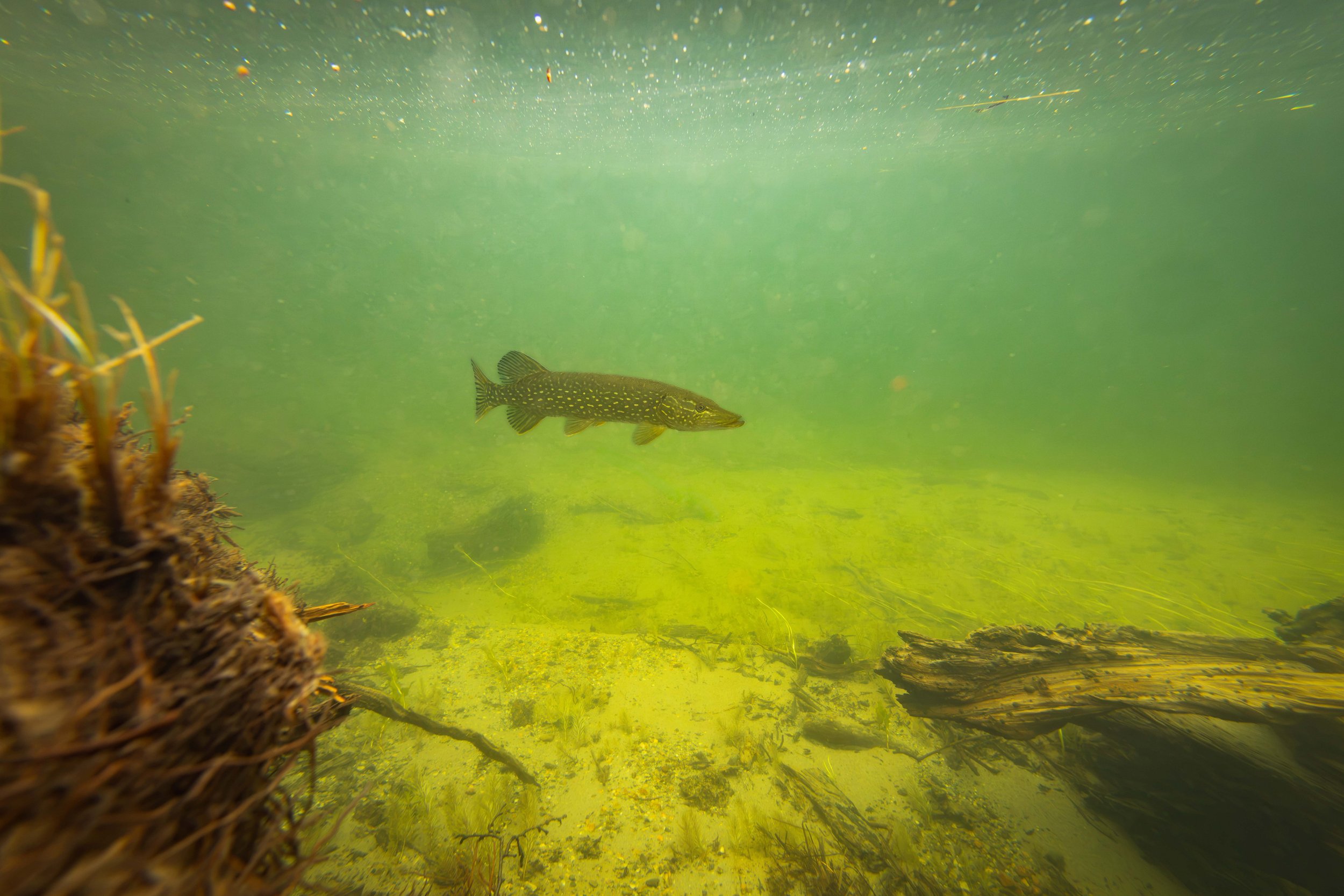 Lurking pike