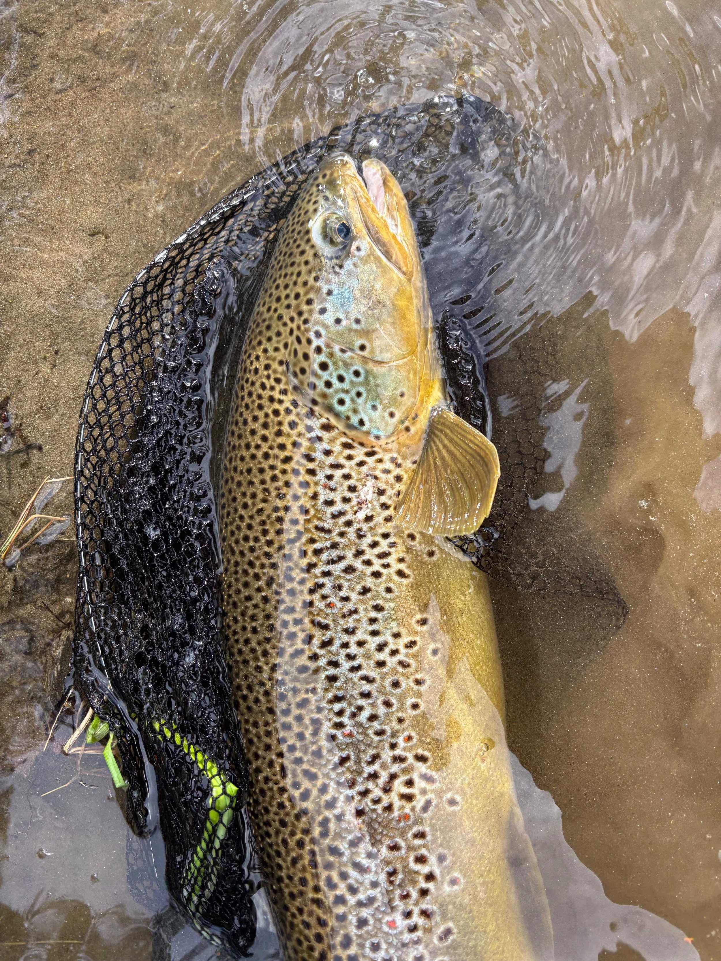 A sight fished 2.9 kg beauty from a gin-clear, slow moving small river.  