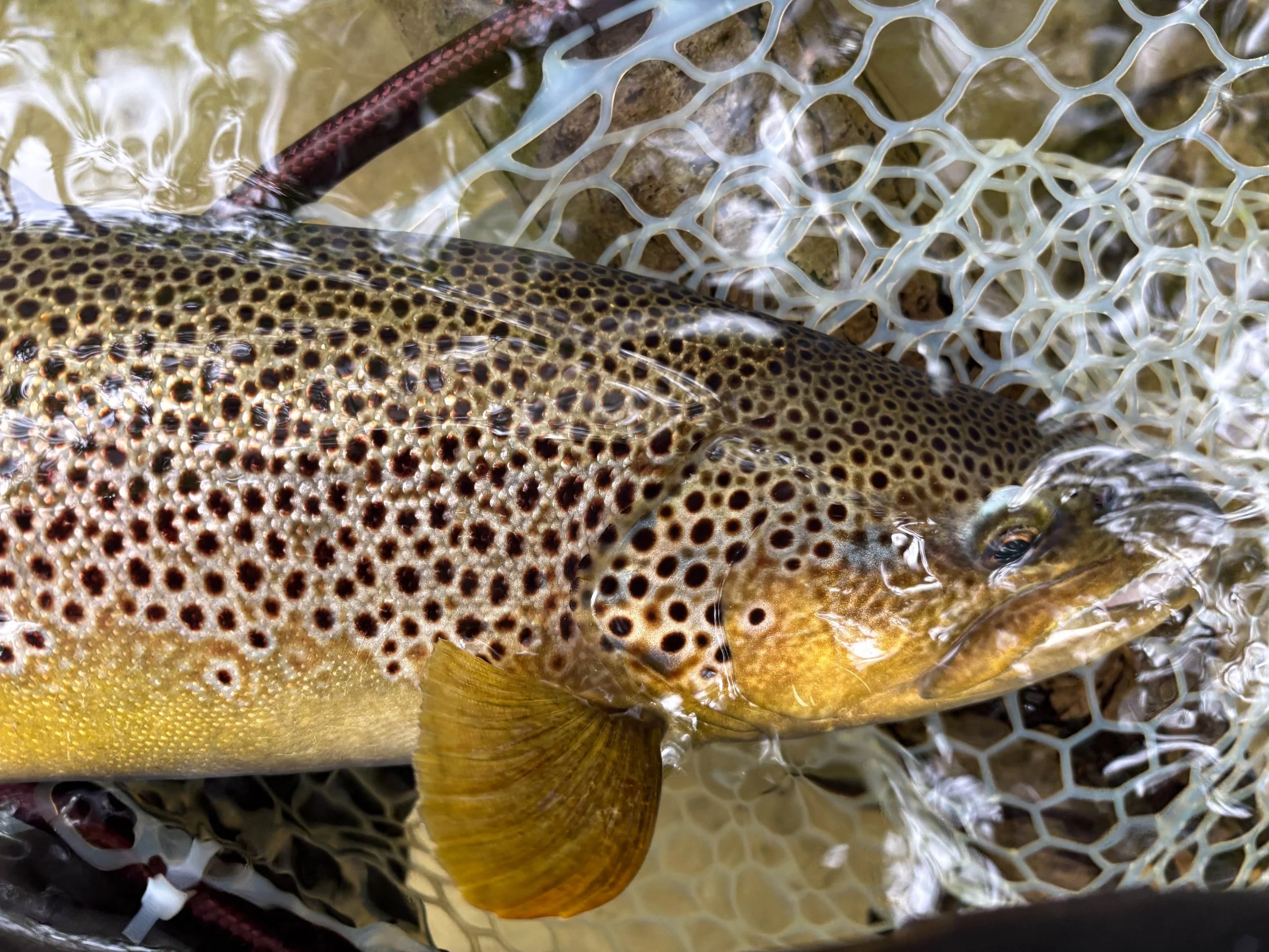A 2 kg brown trout from a river that doesn't produce many such fish - stoked!