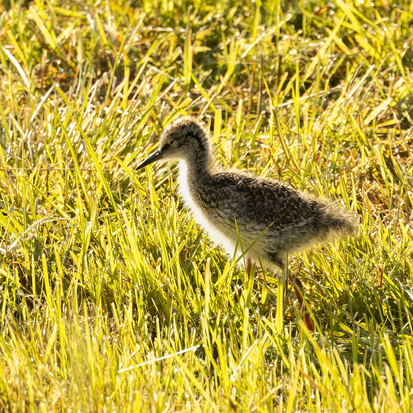 This little guy was wandering around the field of gras without a care in the world. His parents though... :-)