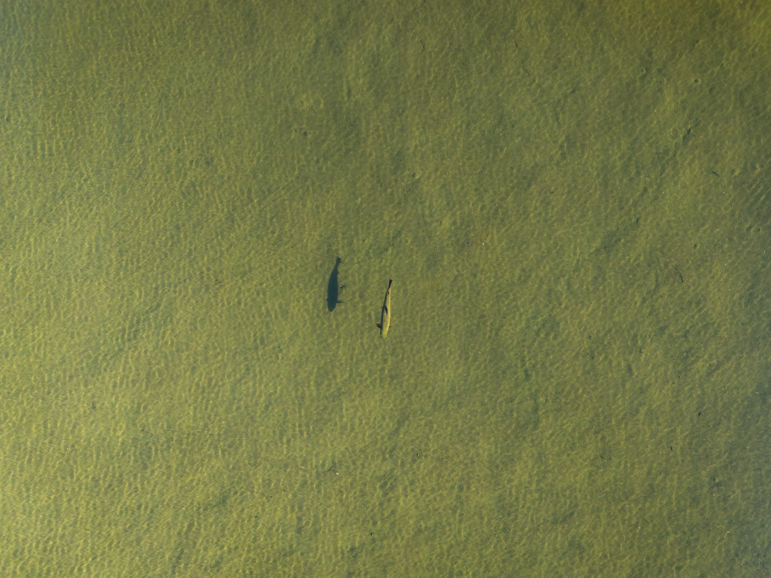 Trout from above