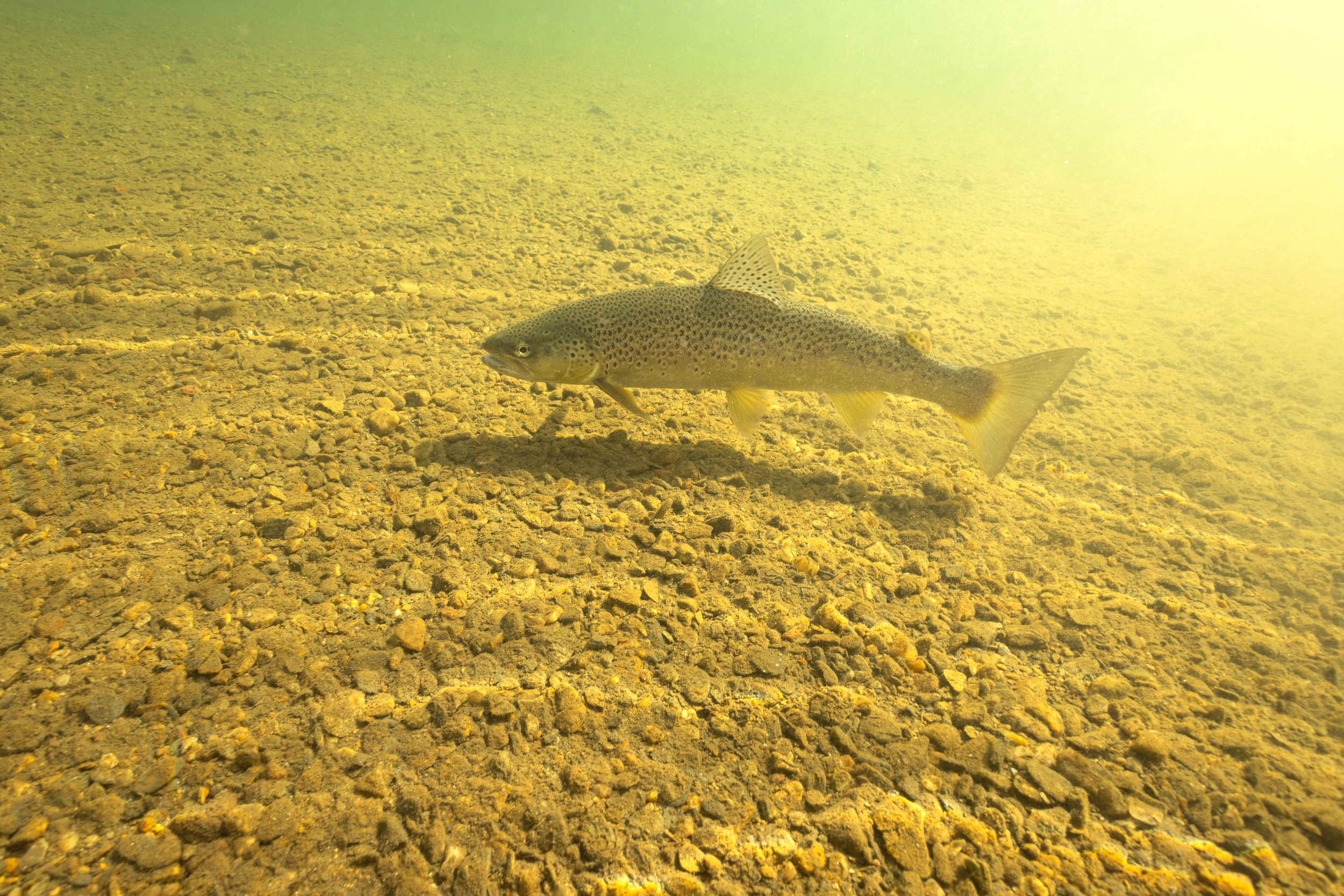 A brown trout in sunshine. A rare occasion this year (sunshine that is...)