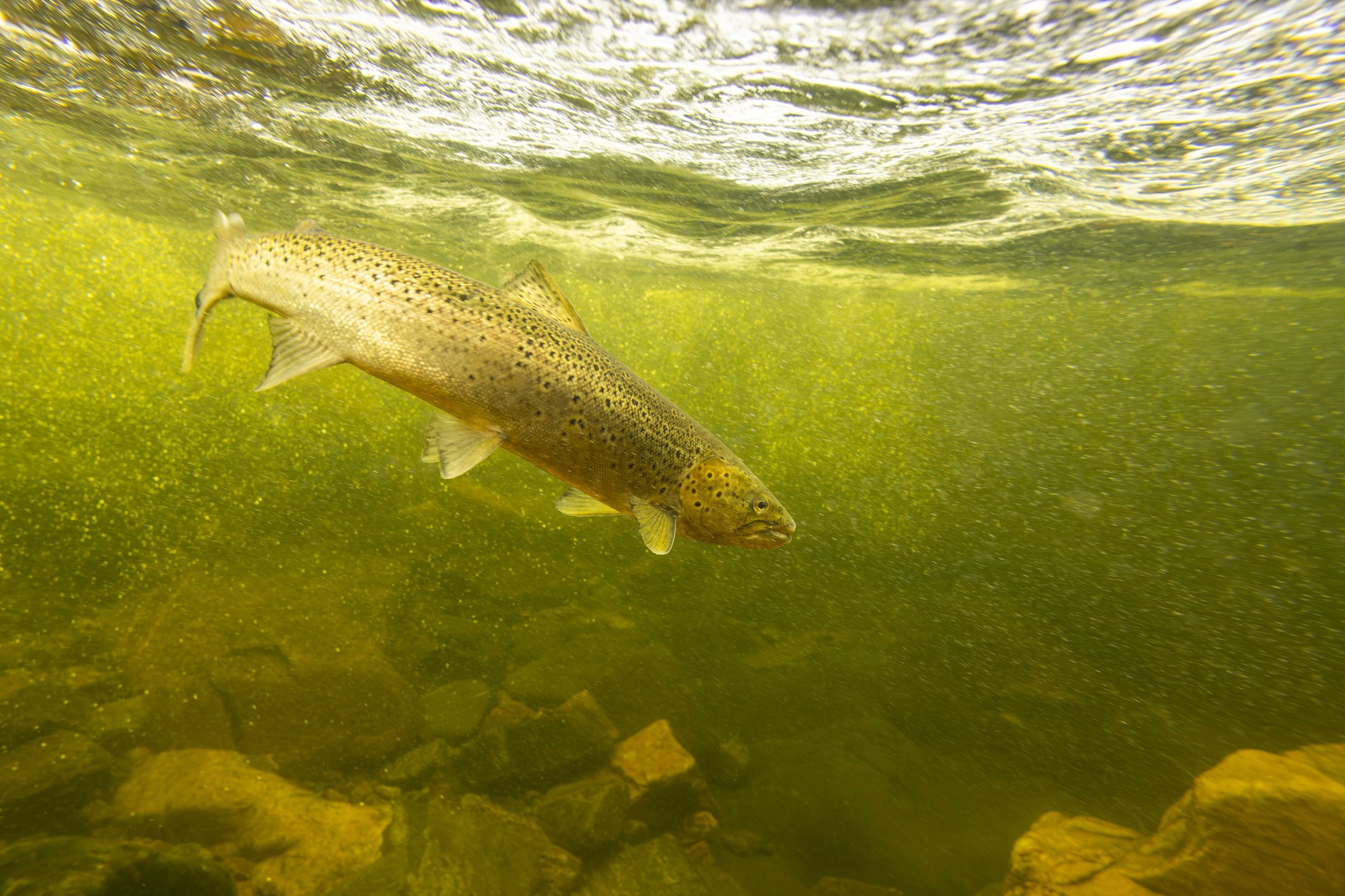 A salmon in turbulent water. 