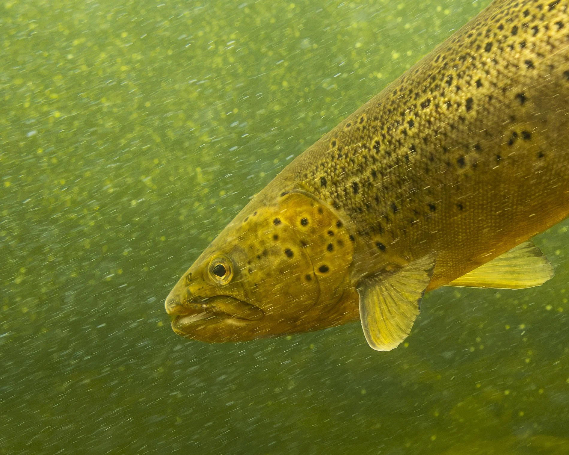 Close-up of an Atlantic salmon. Love the bubble streams.