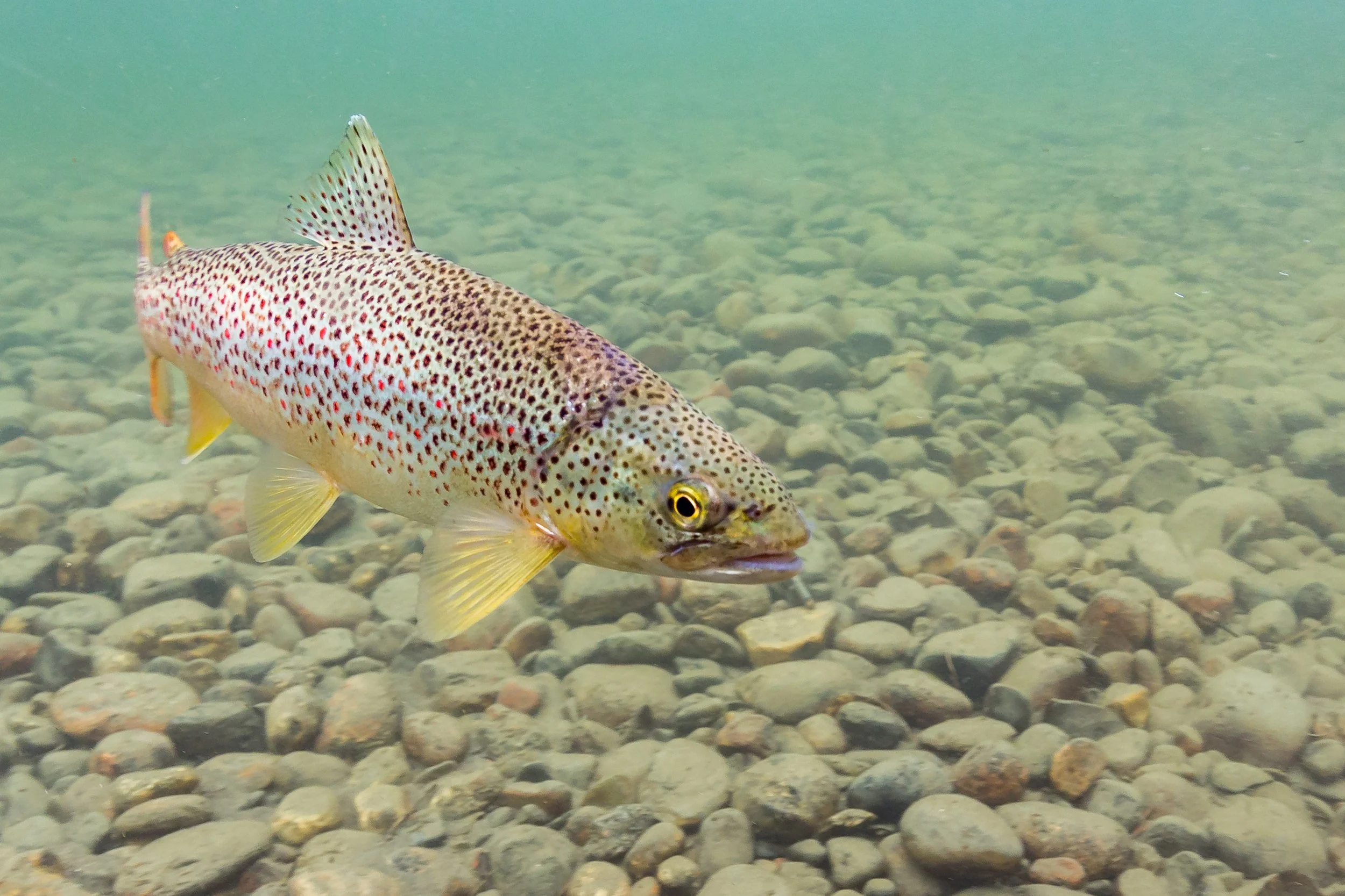 Trout (1 of 1)-3.jpg