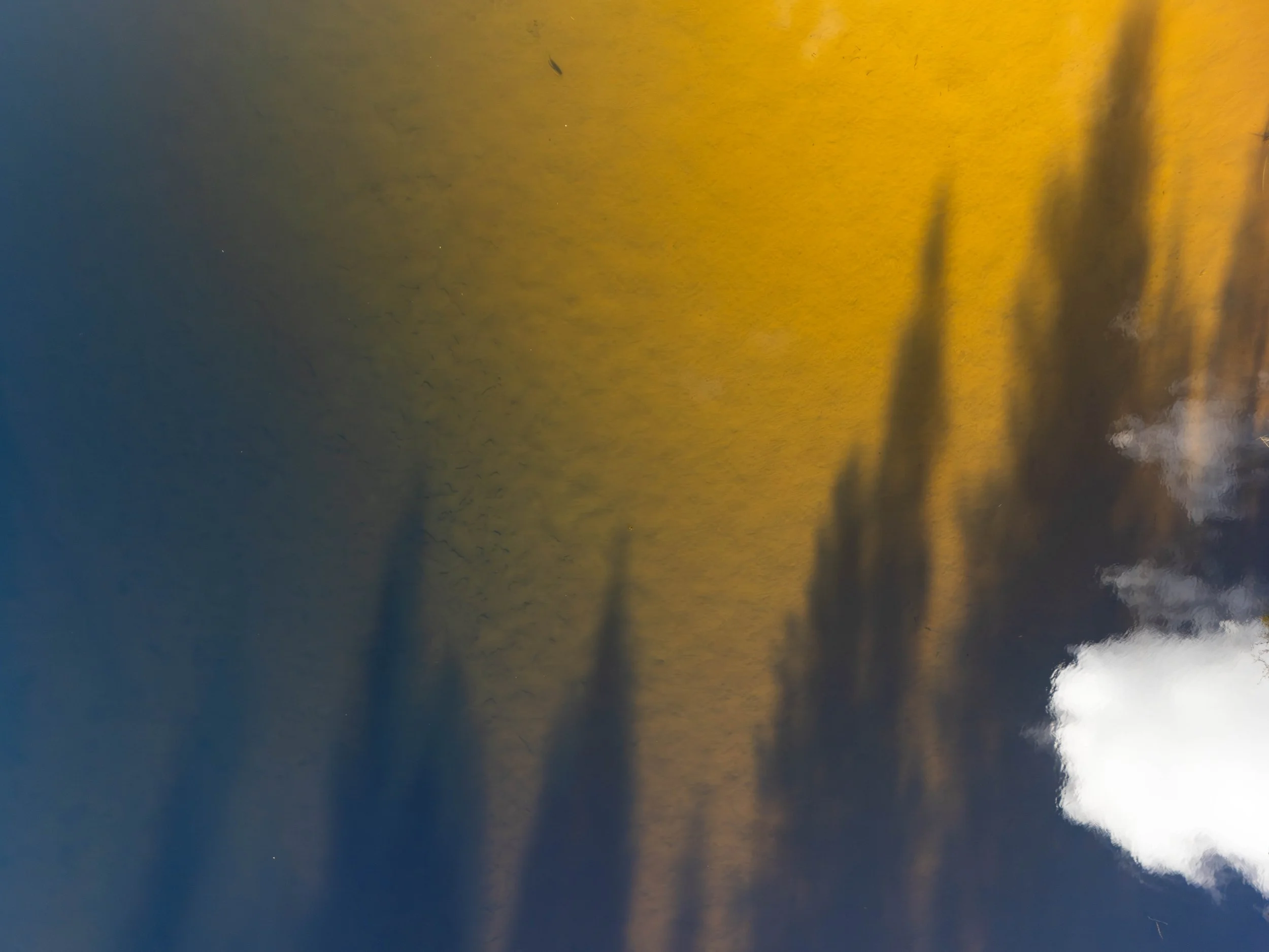 A trout, tree shadows, and cloud reflections