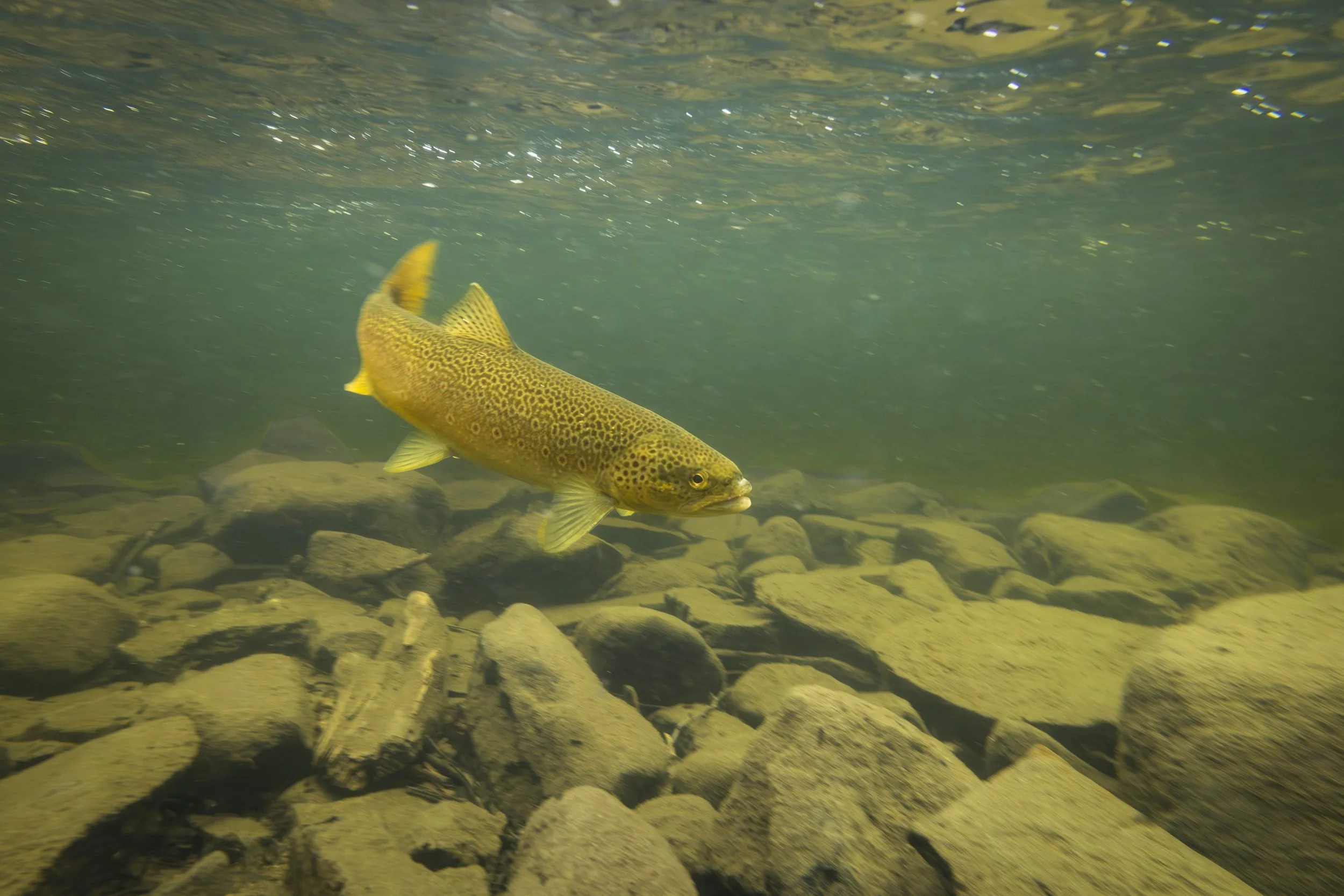 Beautiful brown trout - a bonus fish while targeting grayling.