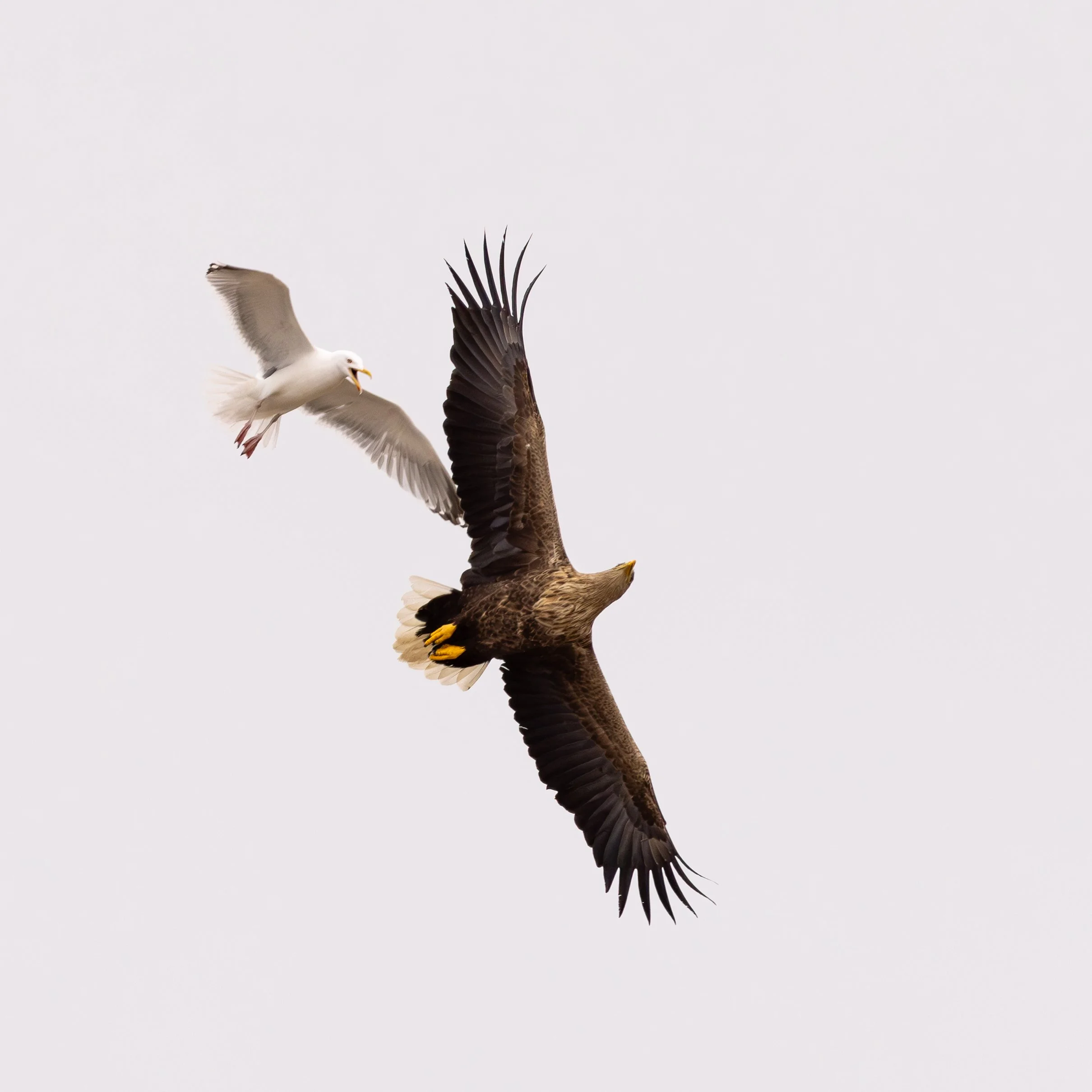 Canon R5 14.04.2024-1349-6-Forbedret-NR.jpg