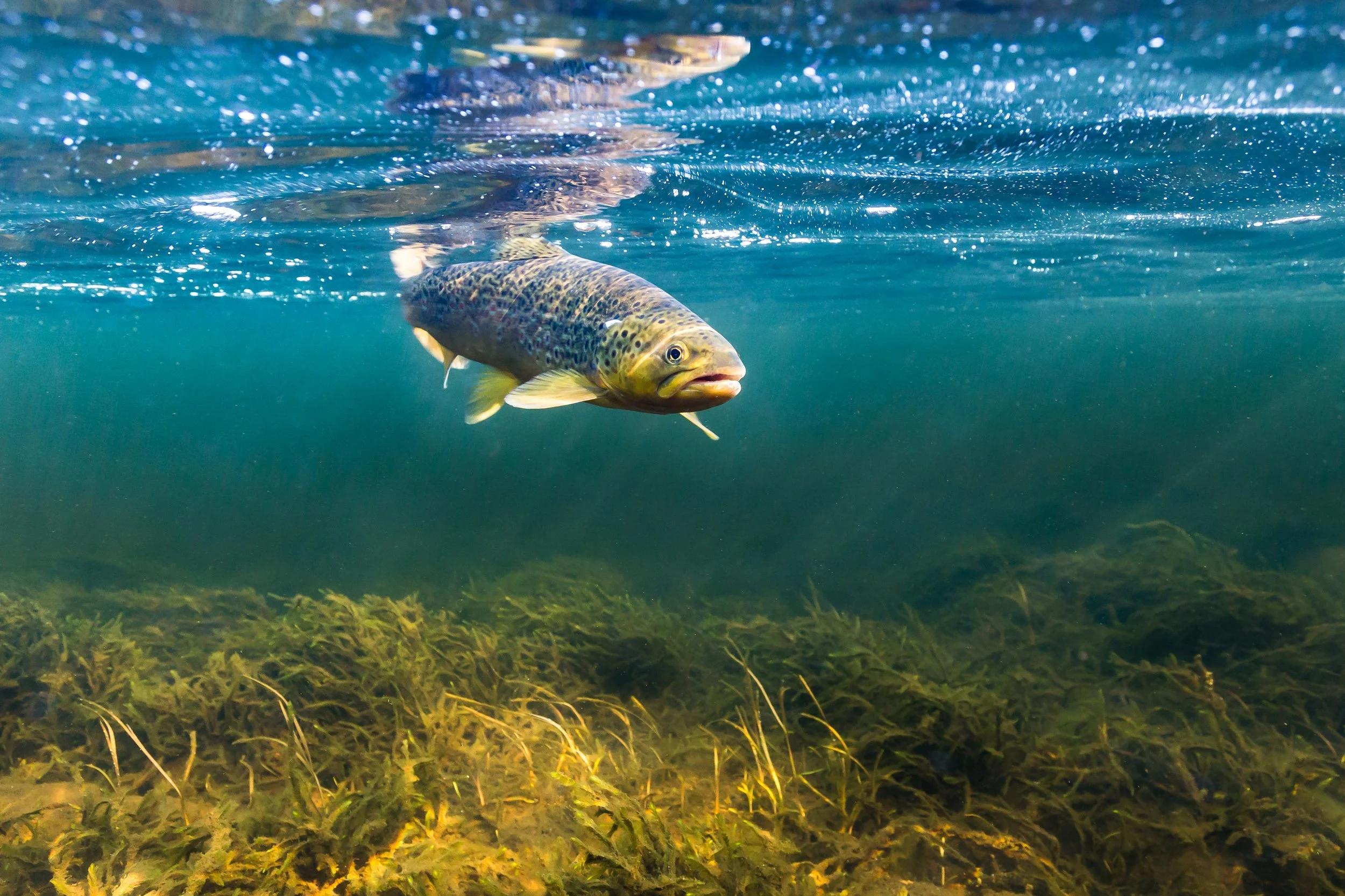 Trout (1 of 1)-2.jpg