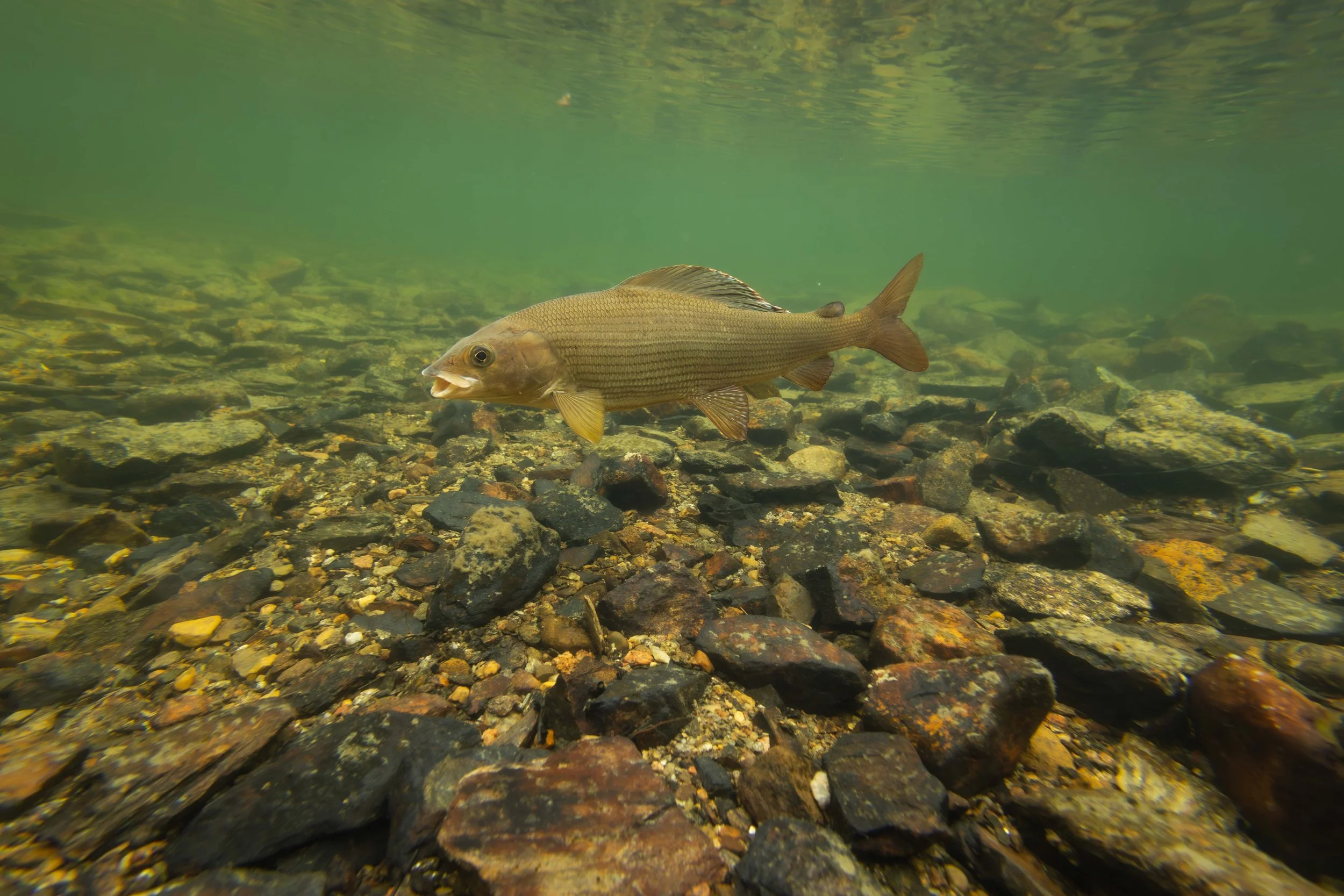I call this ´The grayling and the stones´... :-)
