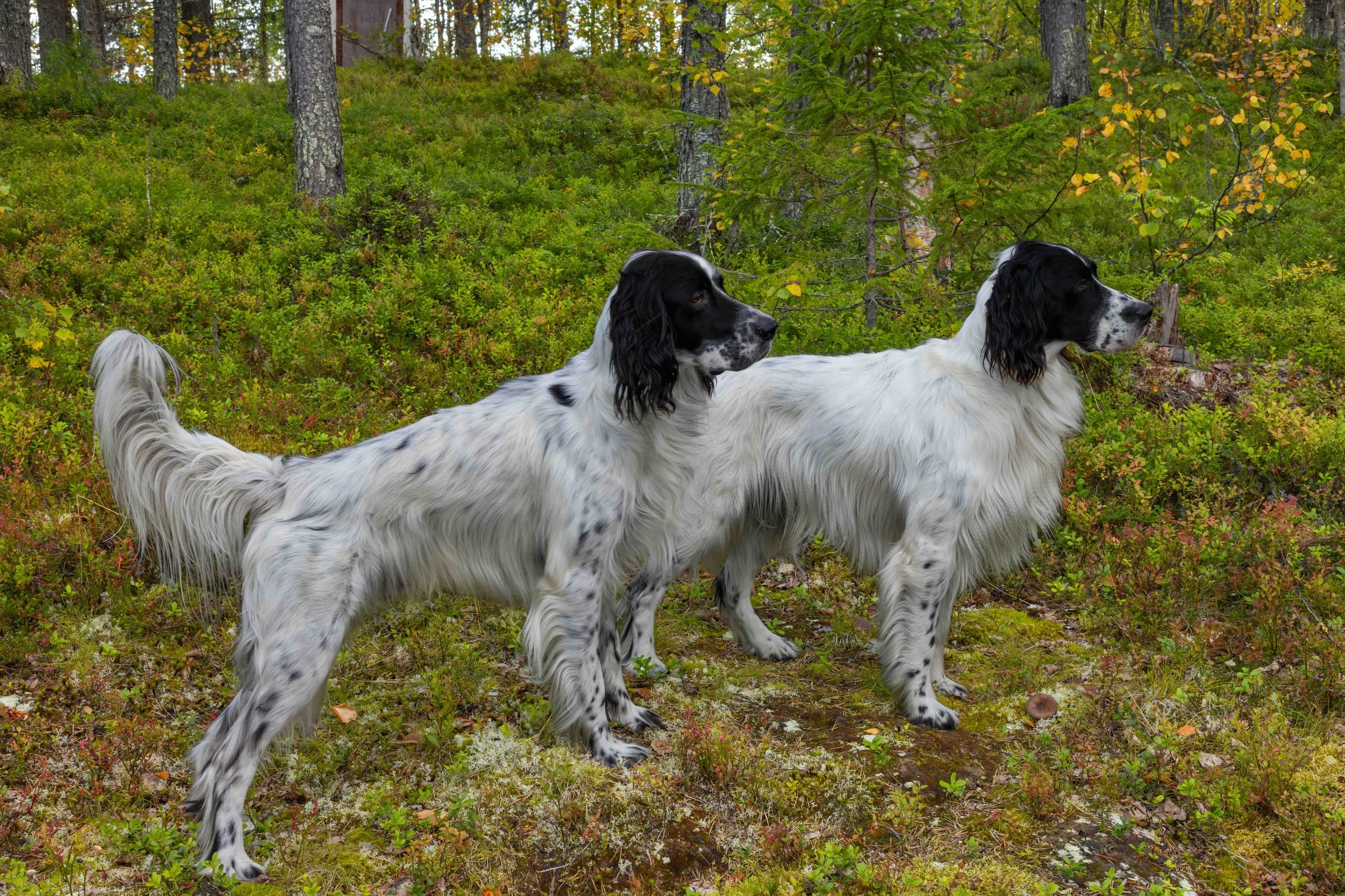 Two gents ready...