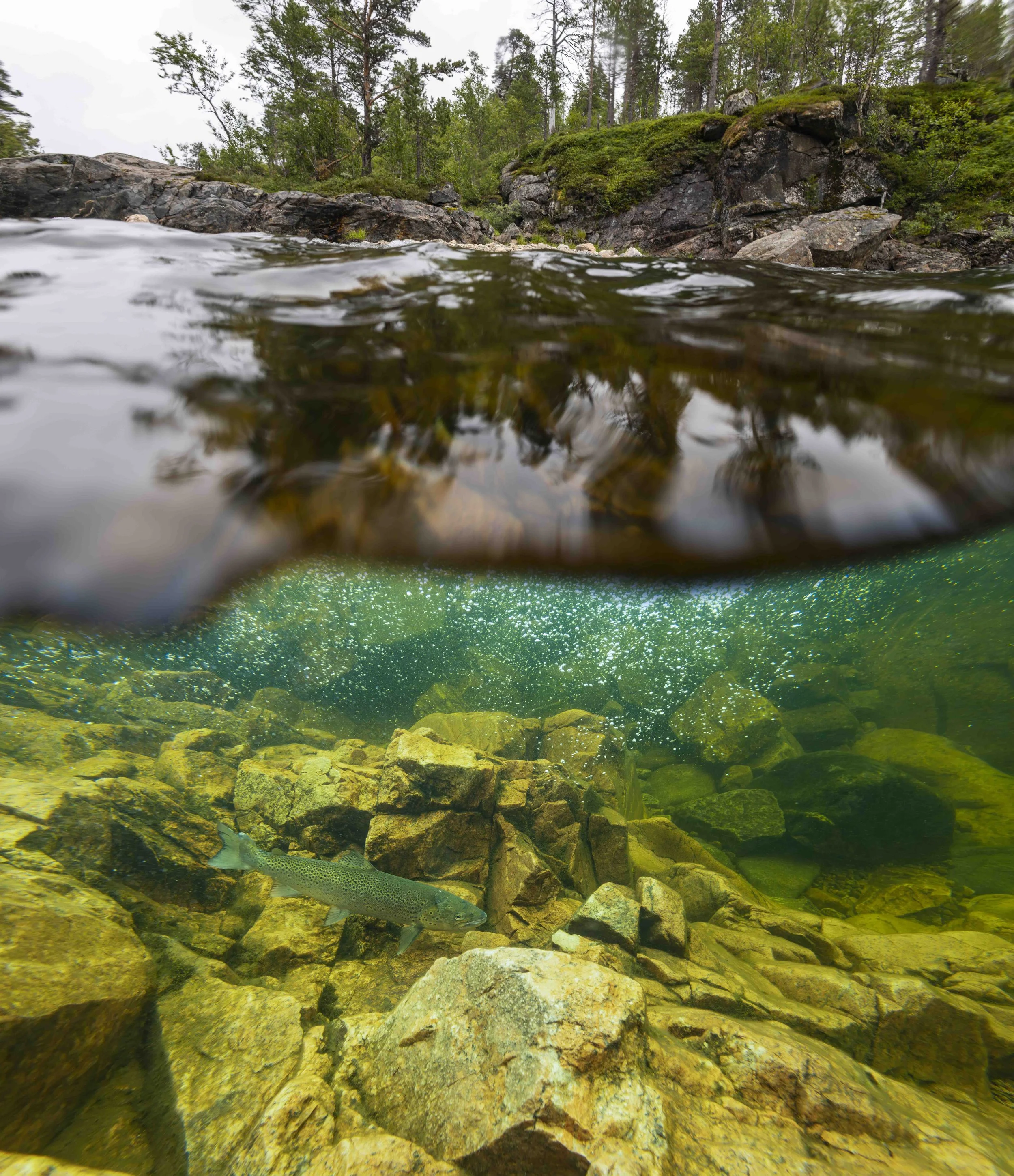 Atlantic salmon in turbulence.