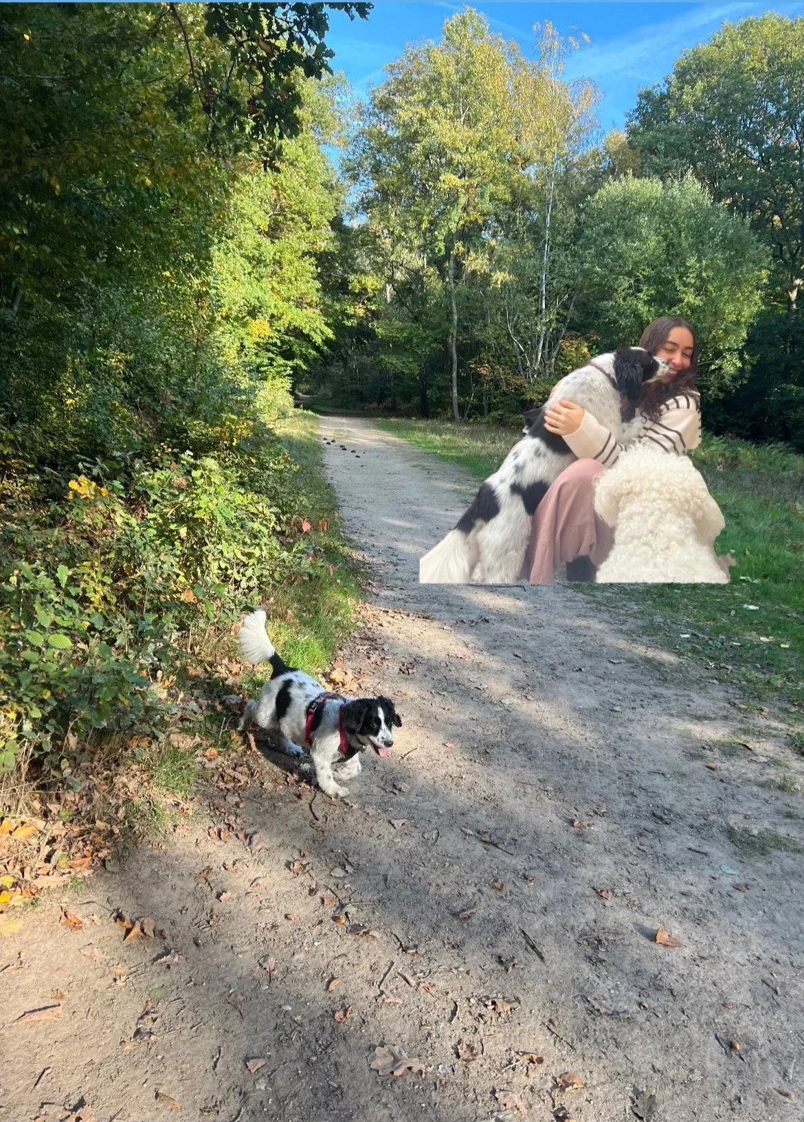 A woman hugging a black and white dog on a trail in a wooded area with two additional dogs; one lying on the ground and one sitting nearby.