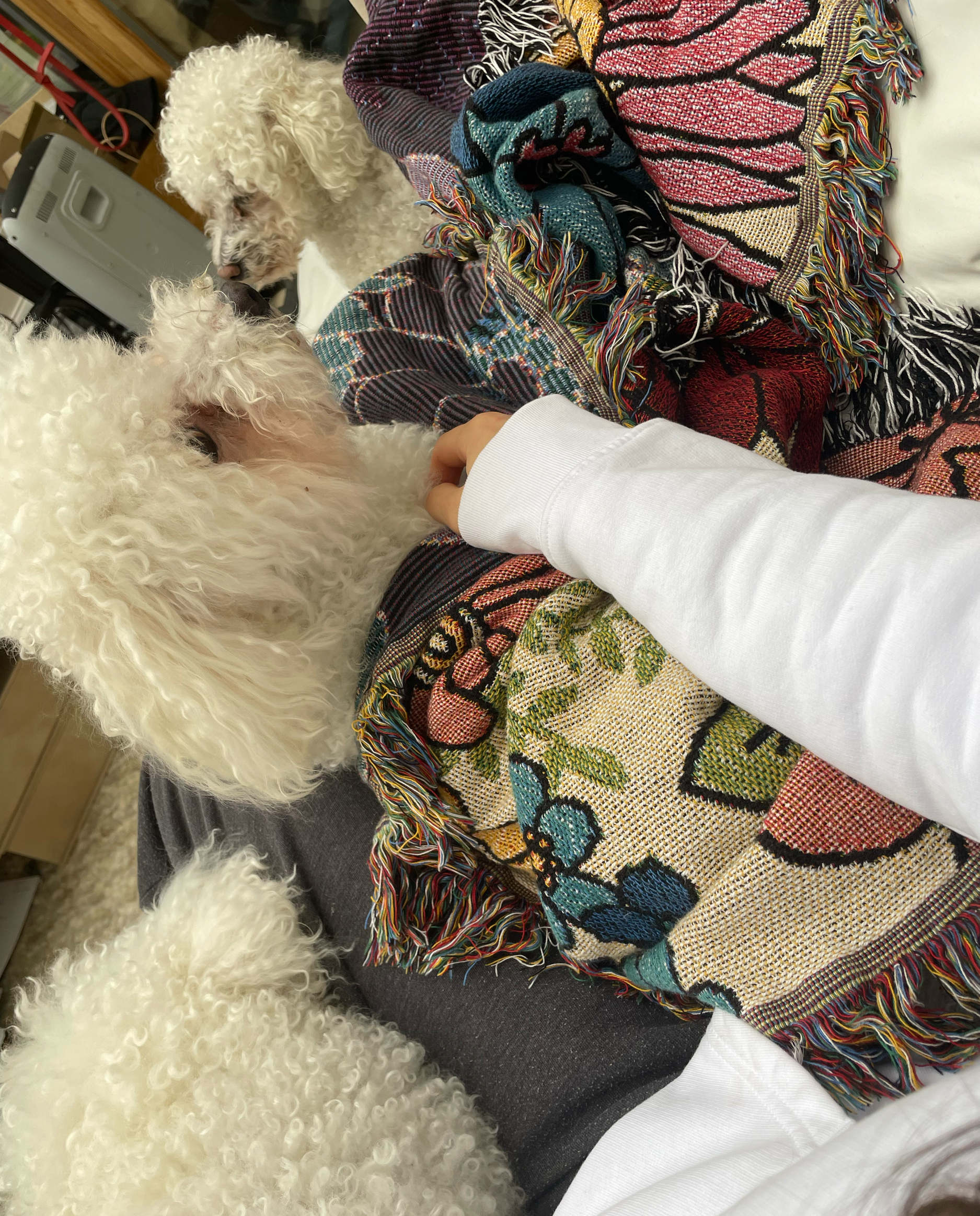 Two white poodles with curly fur interacting with a person whose arm is visible, wearing a white sleeve. They are on a colorful, patterned blanket with fringes. The setting appears to be indoors, with a heater and room furniture in the background.