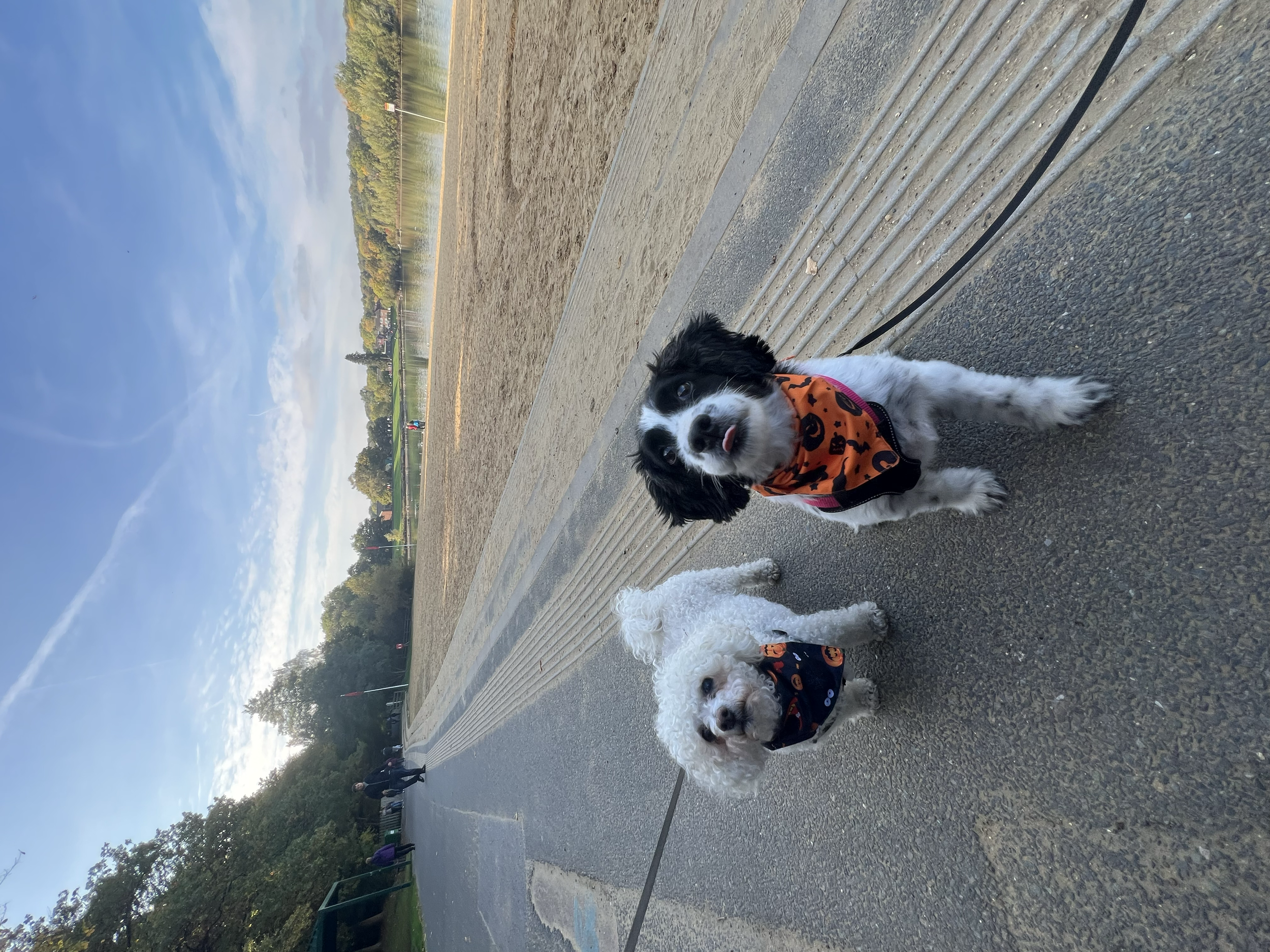 Two dogs wearing Halloween-themed bandanas sitting on a paved path in a park, with a field and trees in the background under a blue sky with clouds.
