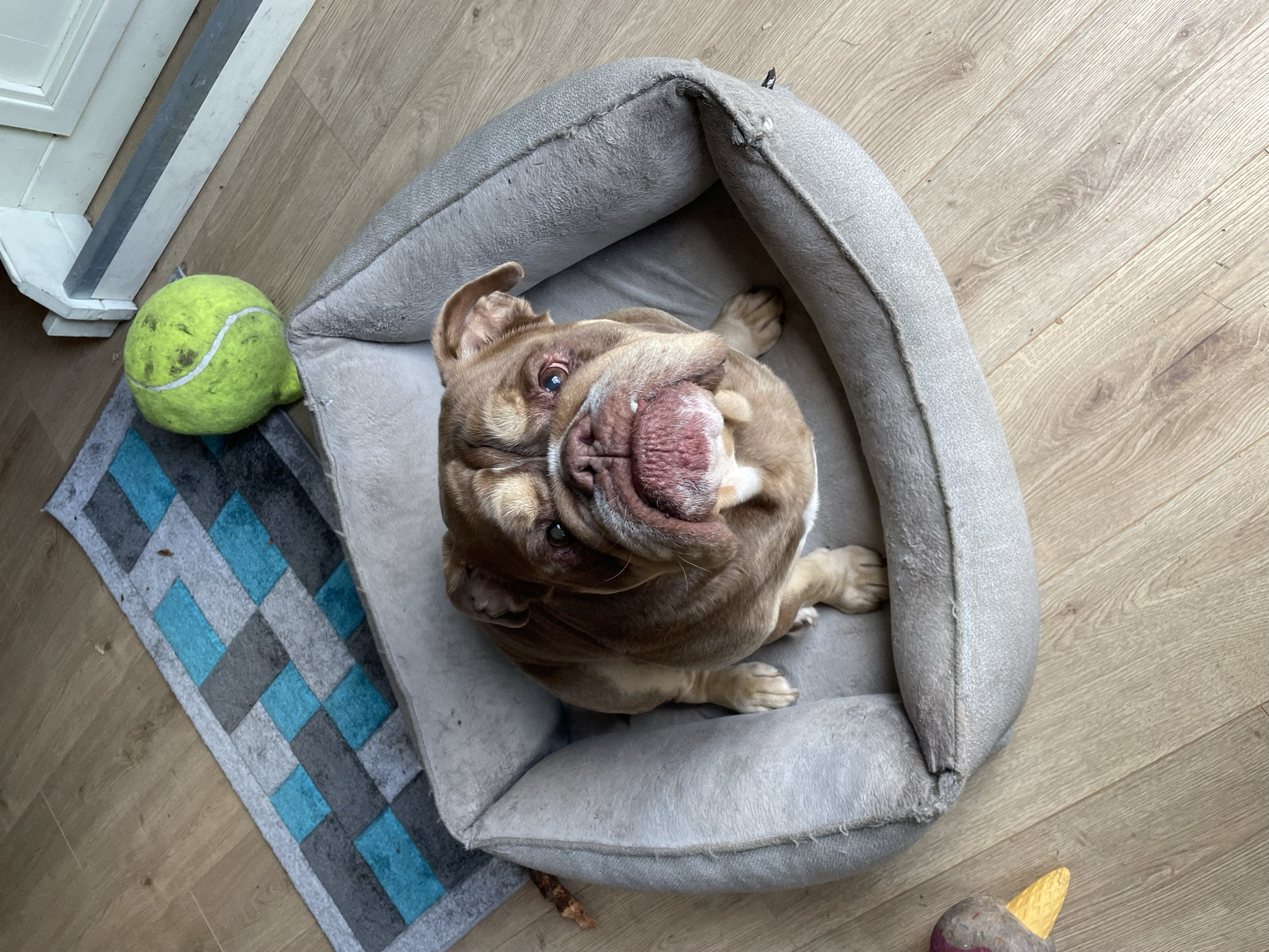 A happy tan and white dog sitting in a worn gray dog bed, looking up at the camera with a big smile, next to a green tennis ball on a blue and gray rug on a wooden floor.