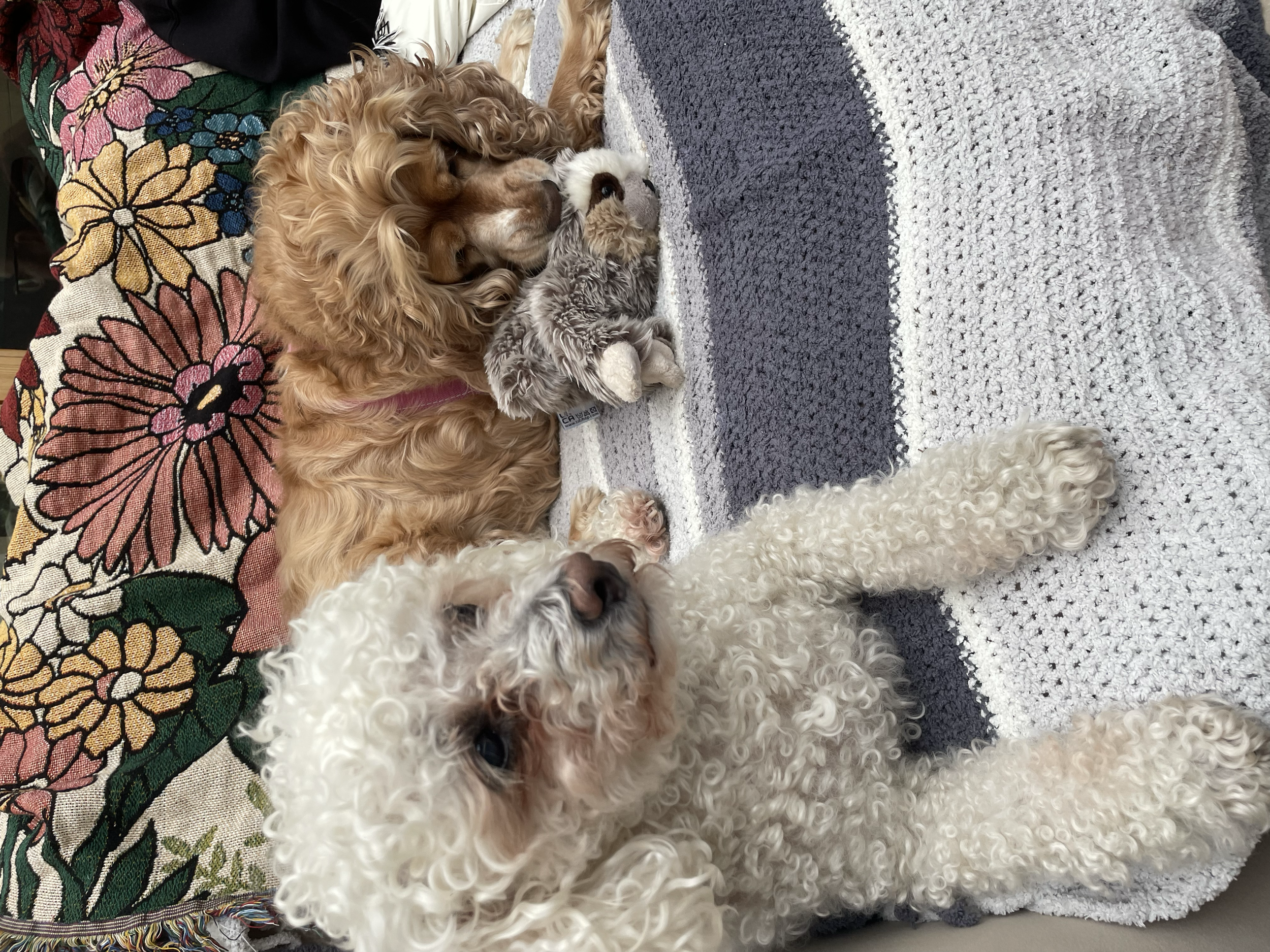 Two poodles, one cream-colored and one apricot-colored, lying on a patterned blanket with floral design and holding a stuffed toy between them.