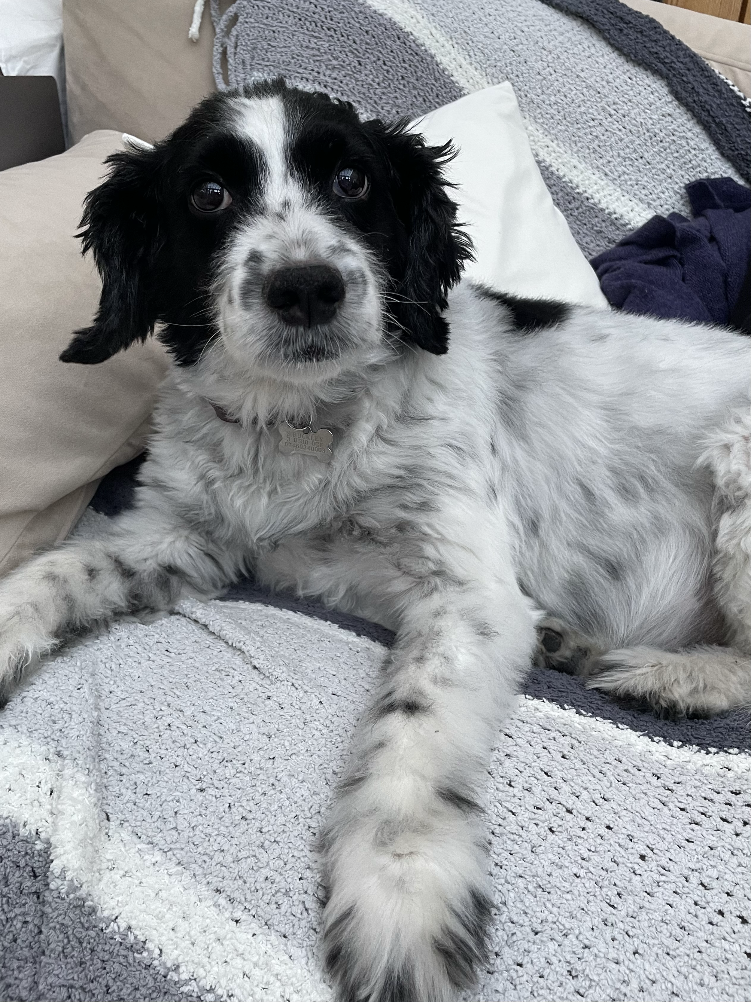 A black and white puppy lying on a bed, looking at the camera with wide eyes.