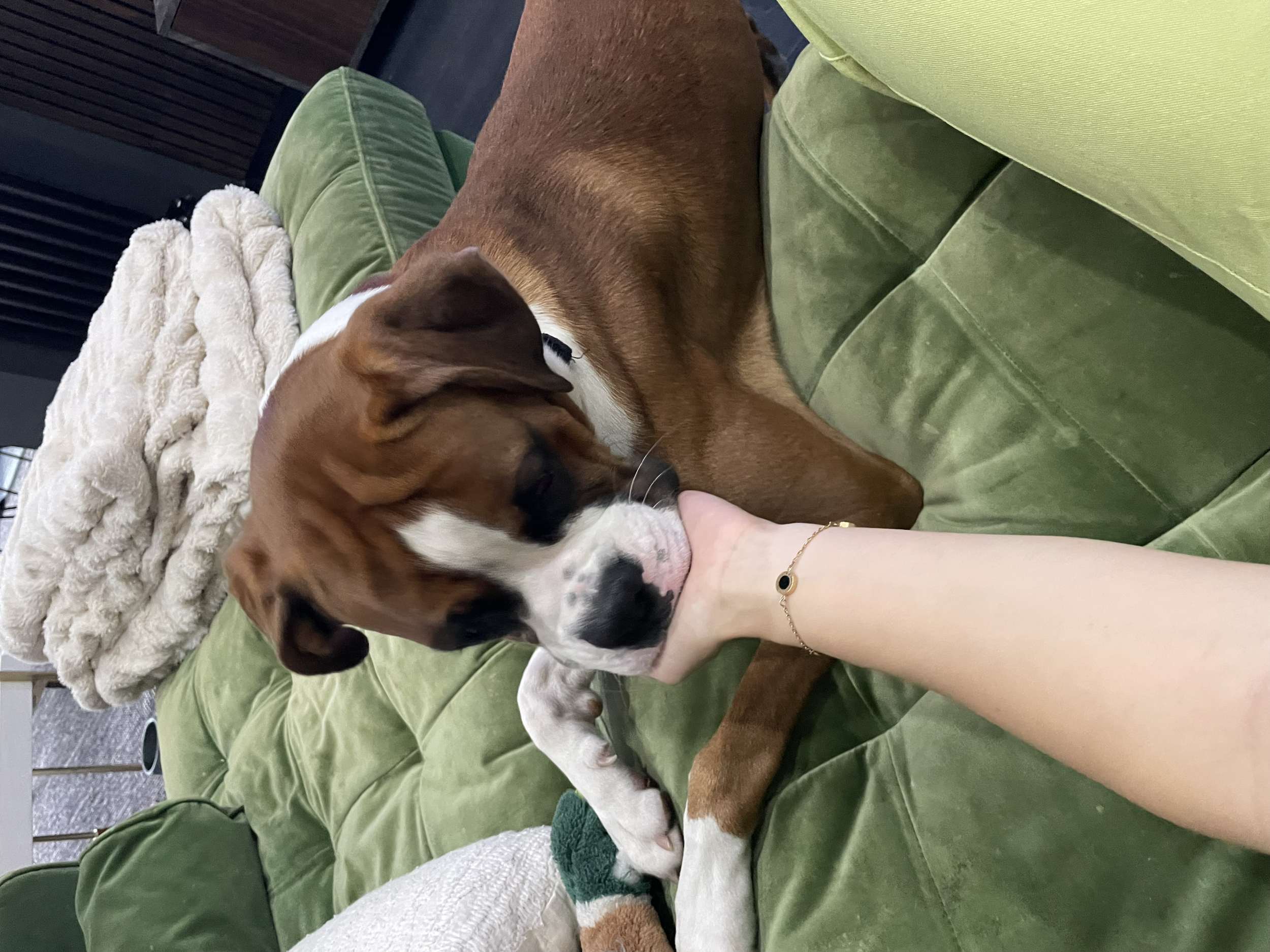 A person is playing with a Boxer puppy on a green velvet couch. The puppy is biting the person's hand, and the person is wearing a delicate gold bracelet. There is a cream-colored blanket on the couch next to the puppy.